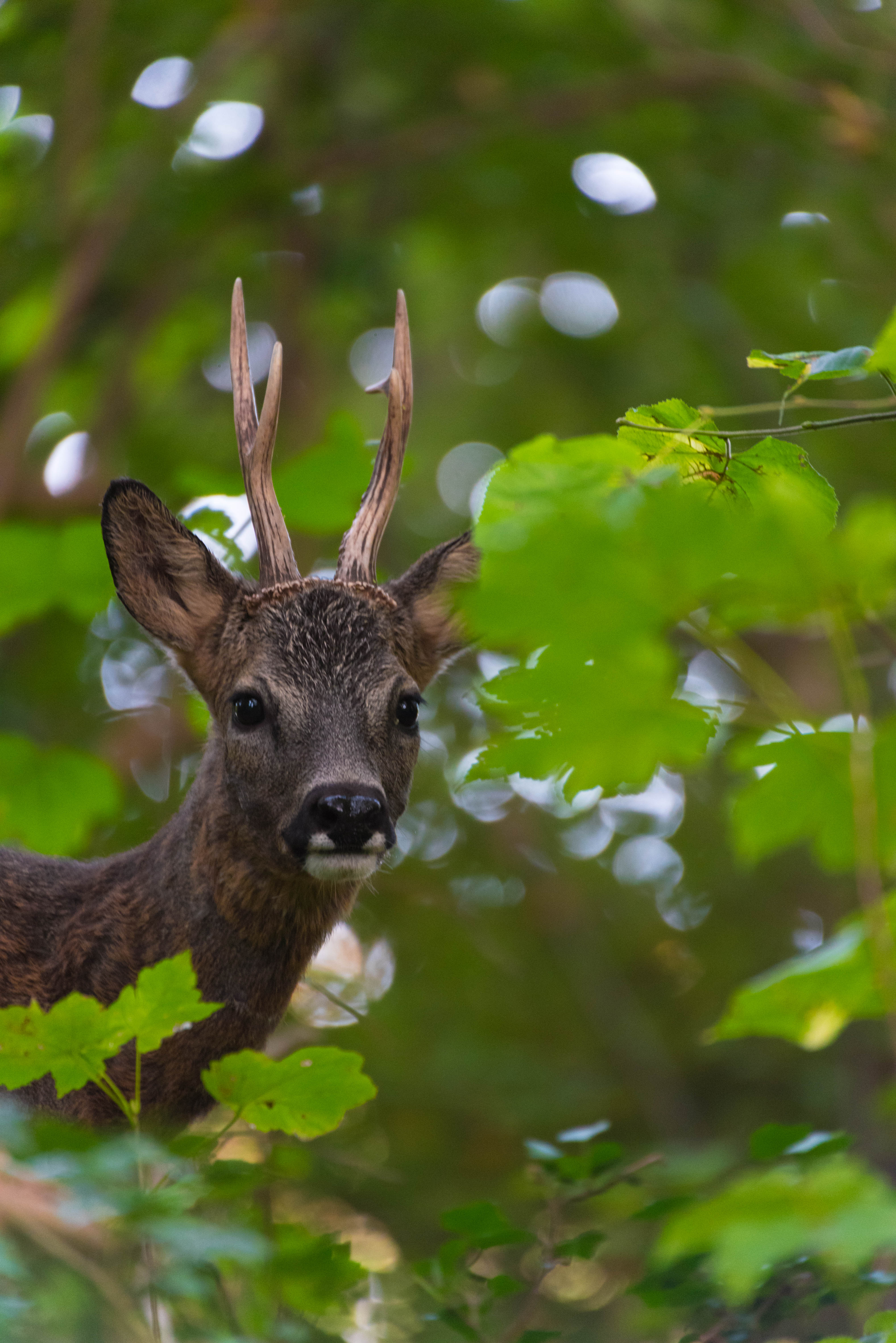 portret-van-een-wilde-ree