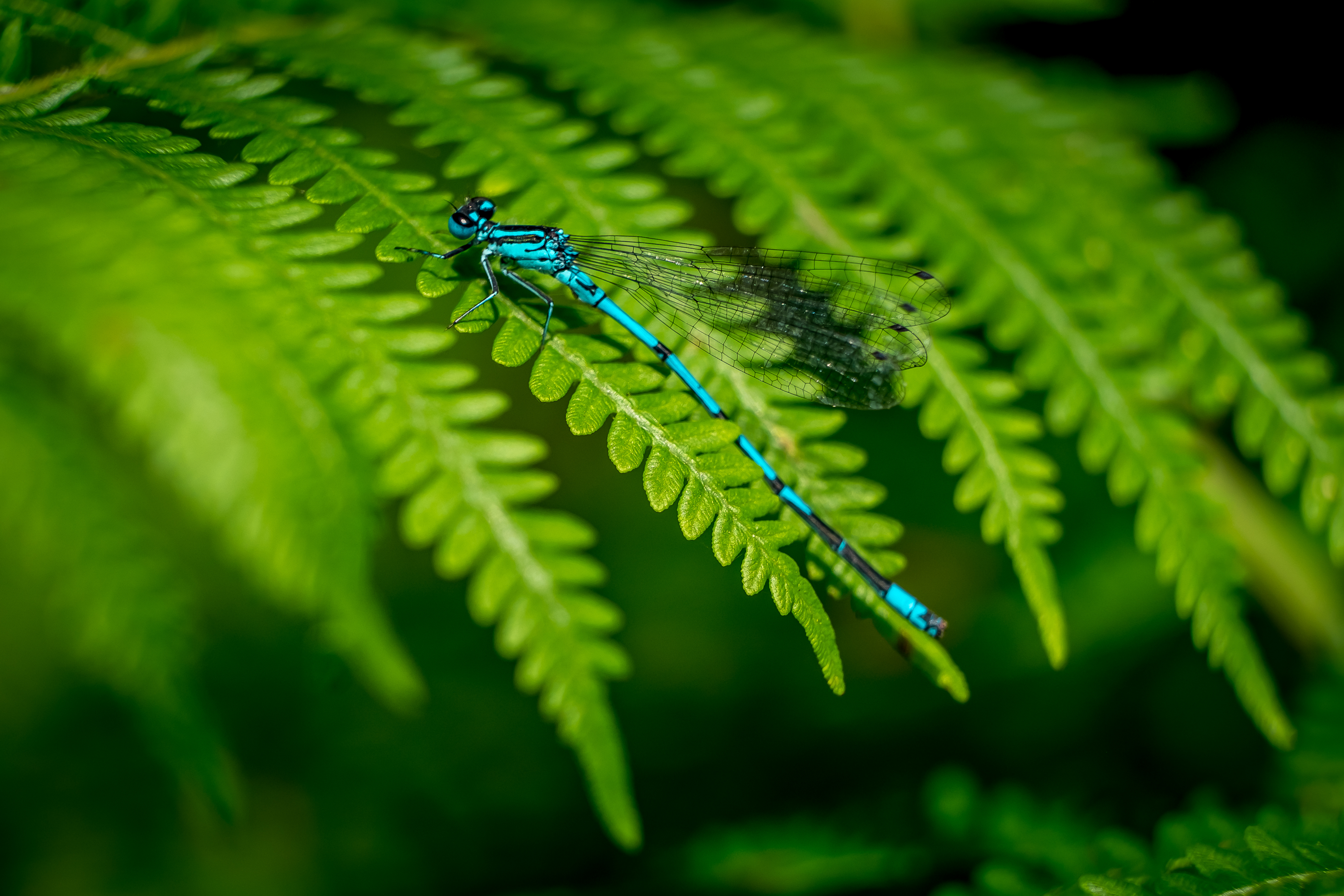 een-streepje-blauw-tussen-al-dat-groen