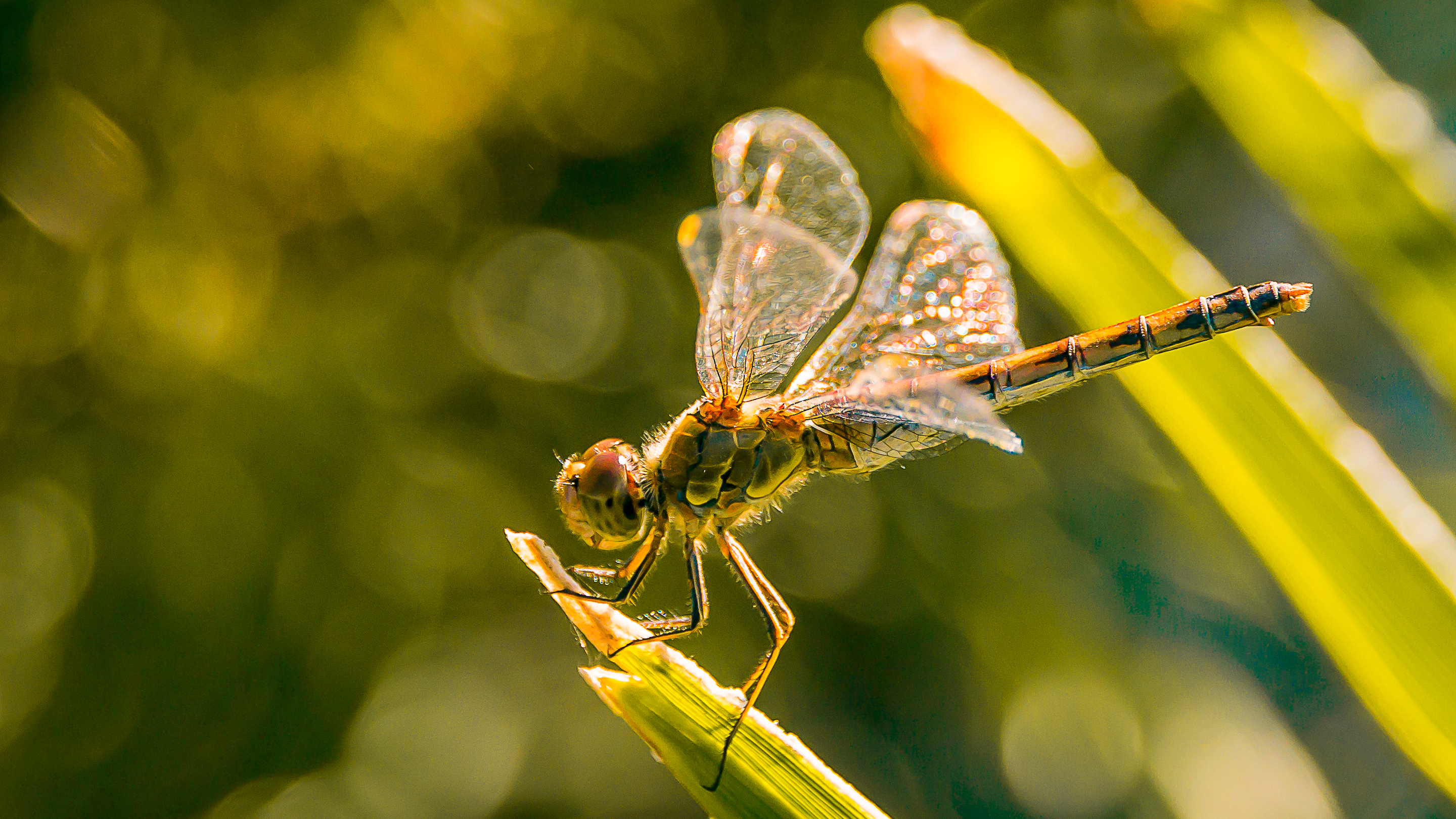 dragonfly-libel-1