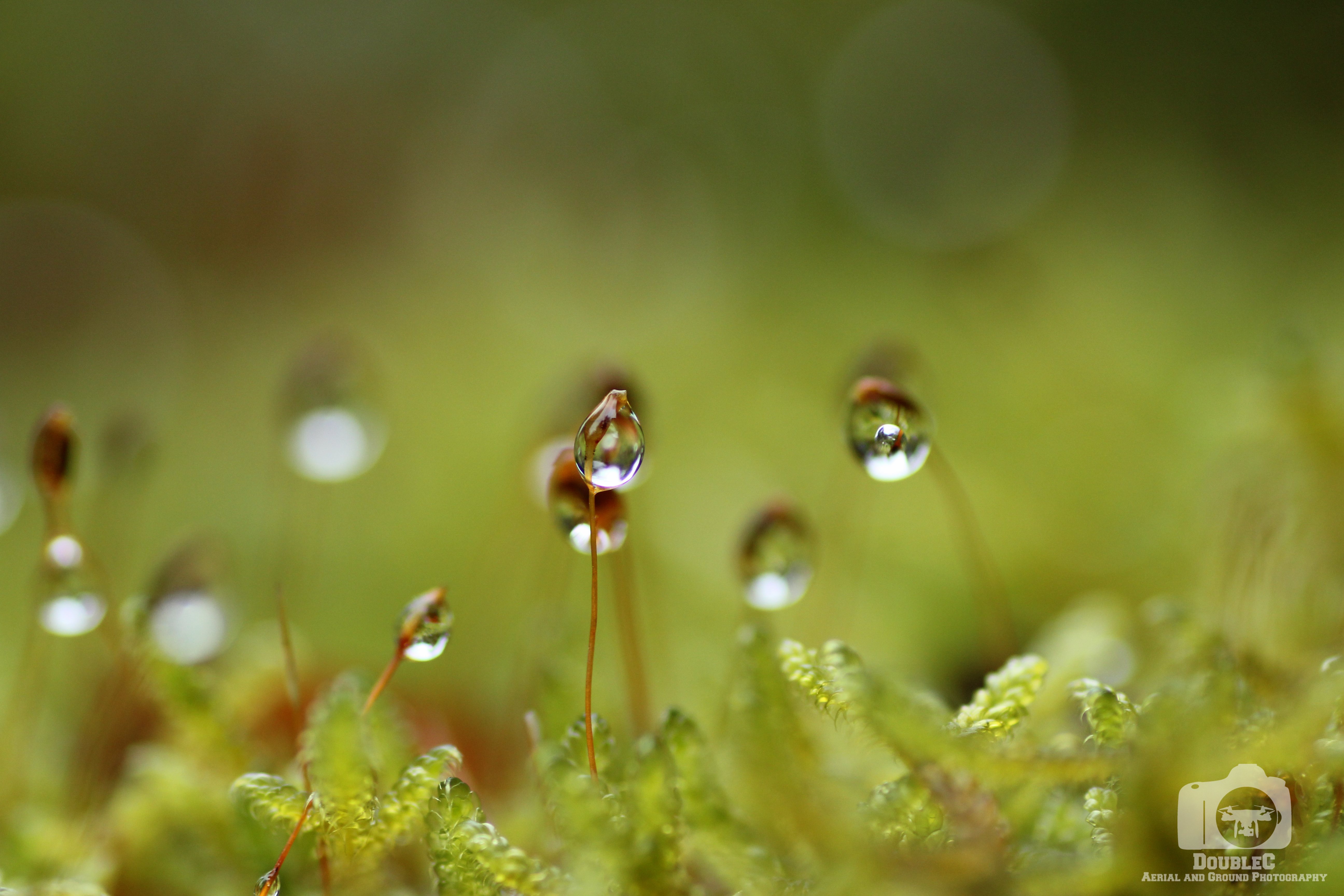 dauwdruppels-in-het-groen