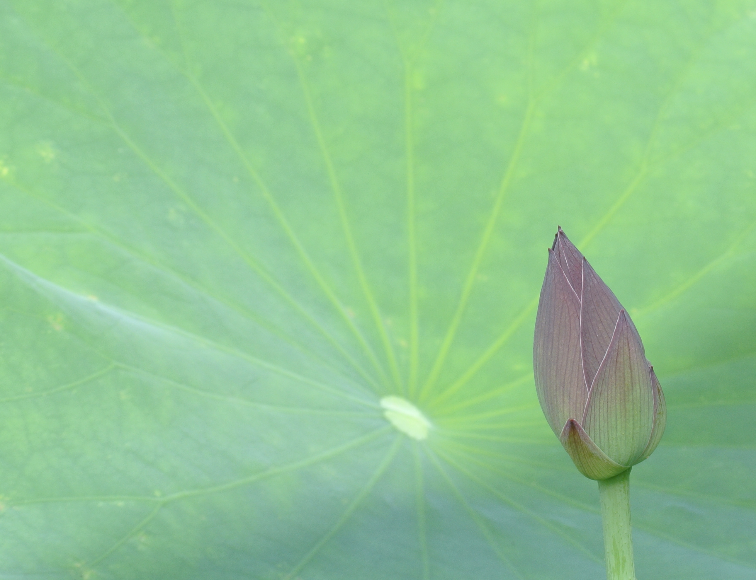 knop-van-de-lotusbloem