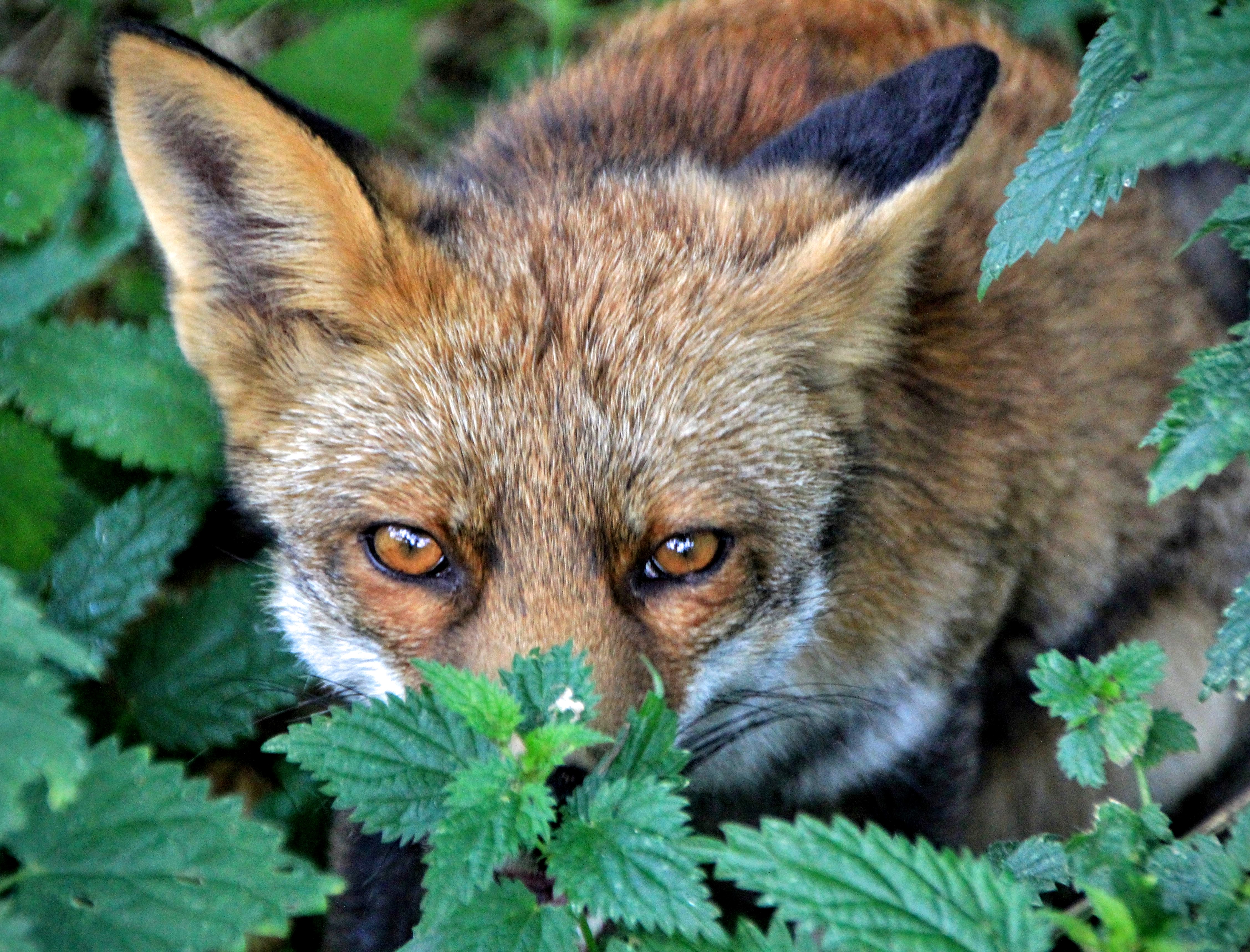 verstoppen-tussen-het-groen