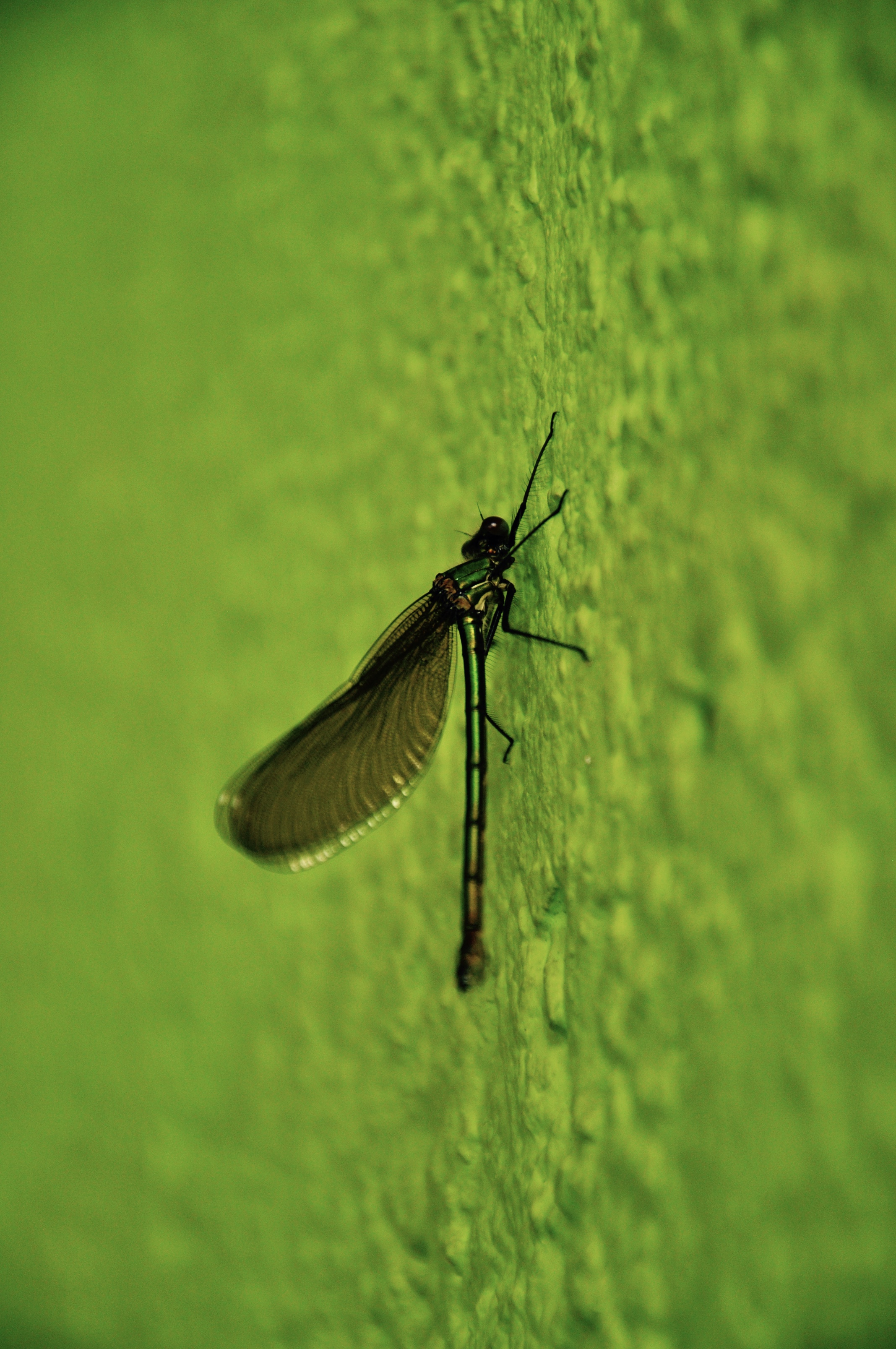 juffertje-in-t-groen