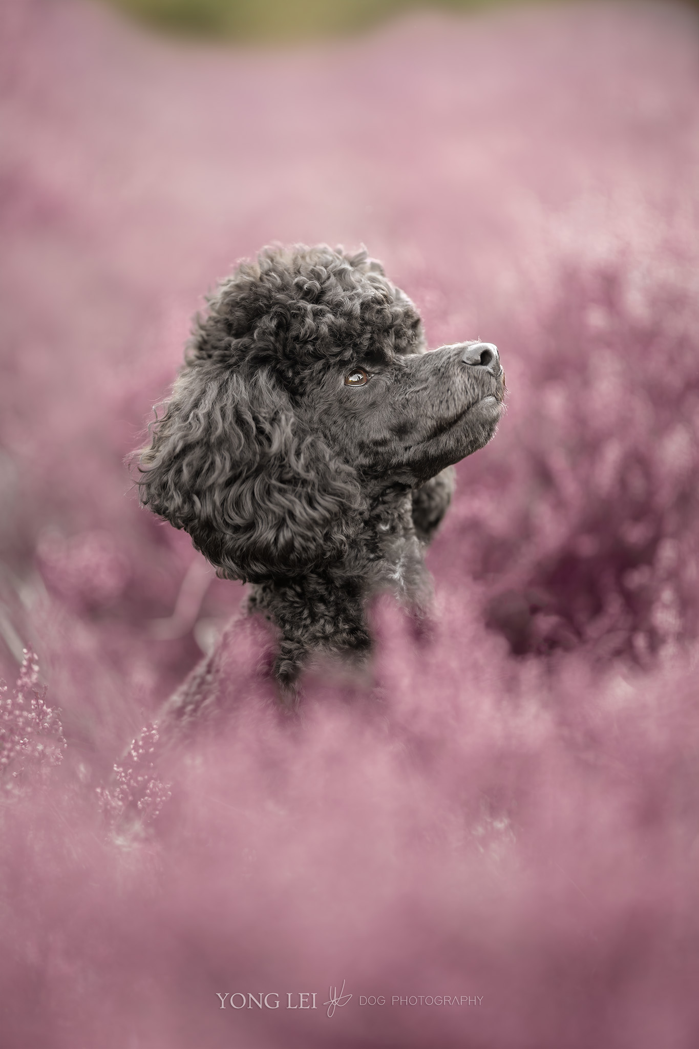 puppy-miso