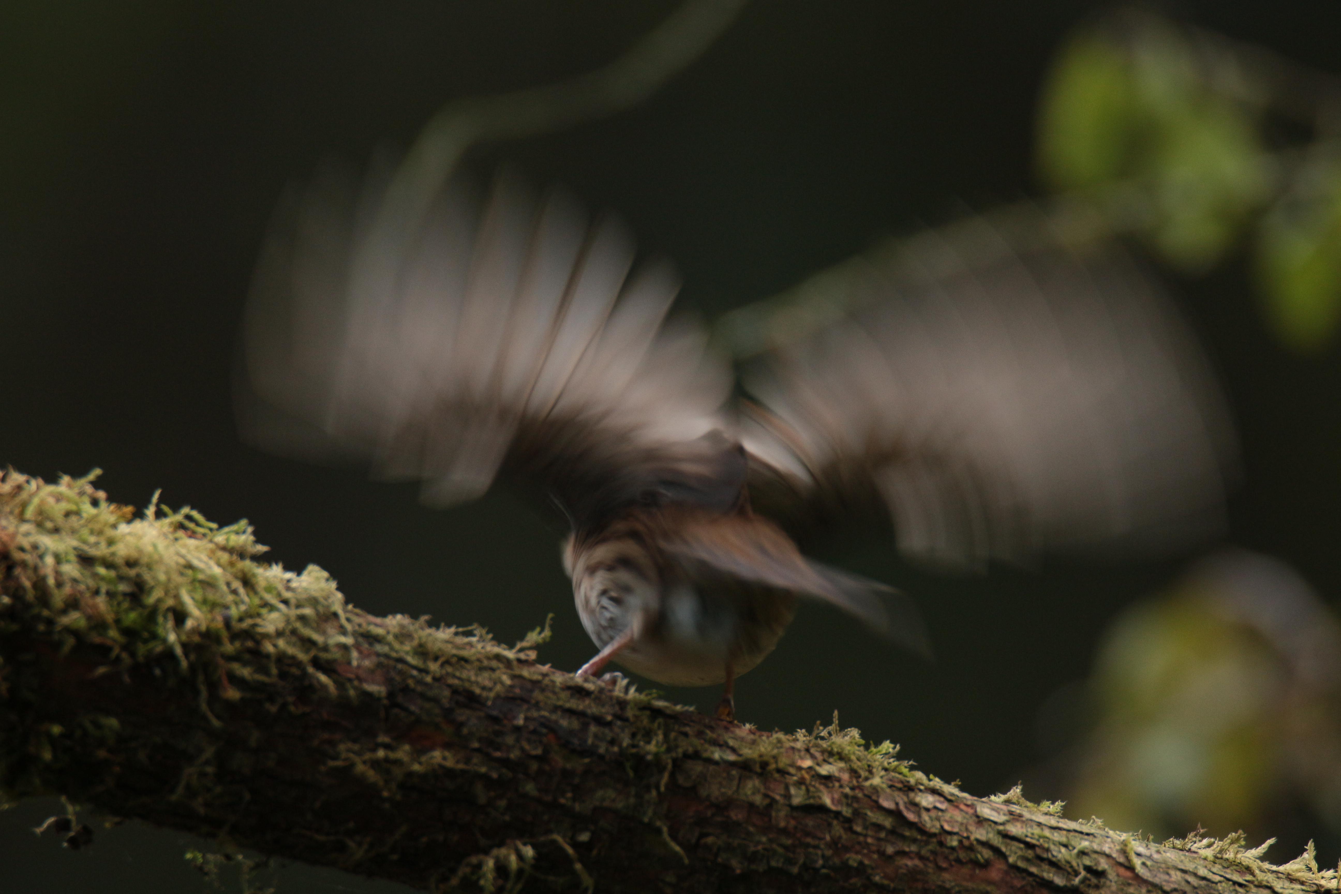 bewegingsonscherpte-0-2