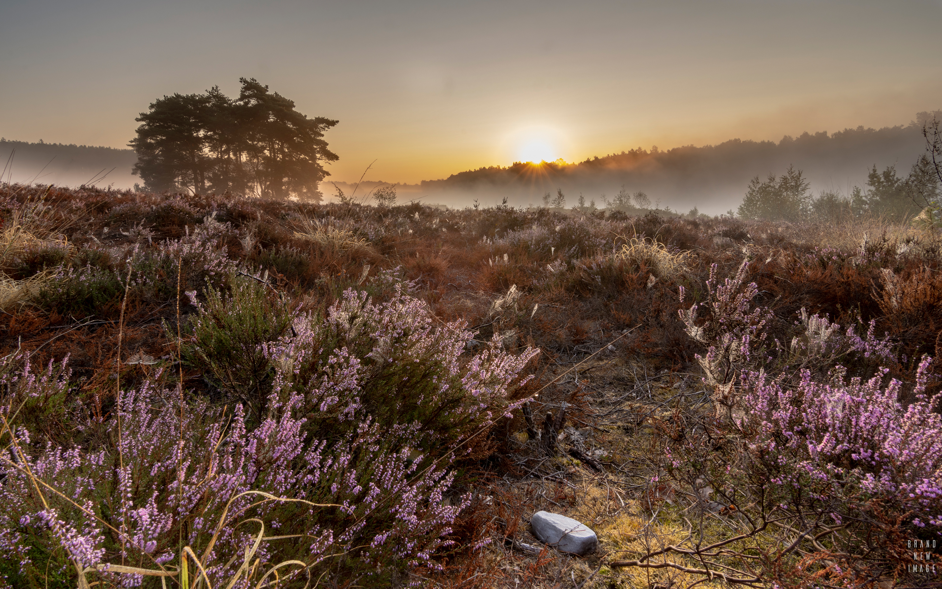 zonsopgang-over-de-heide