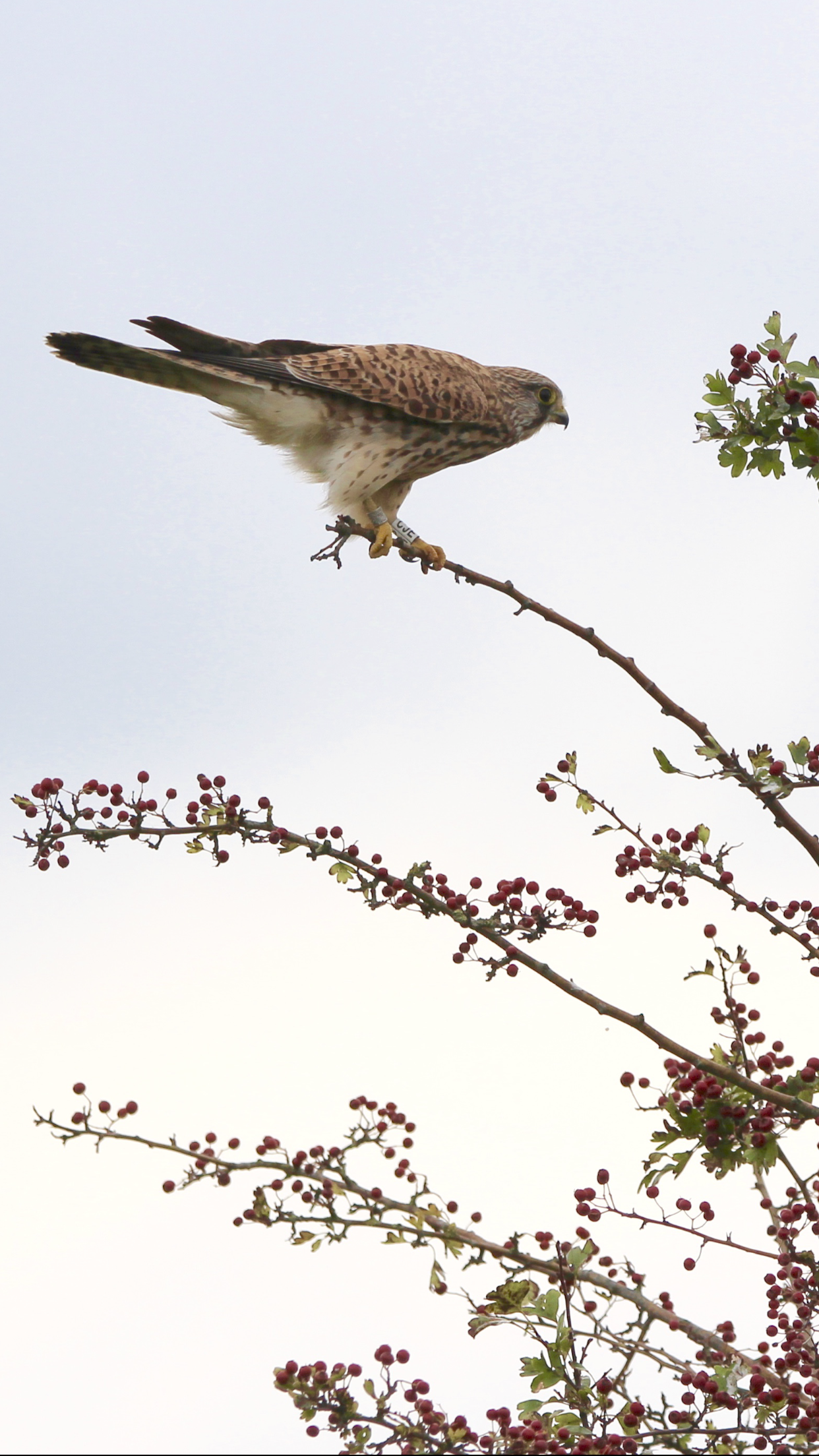 torenvalkje-naardermeer