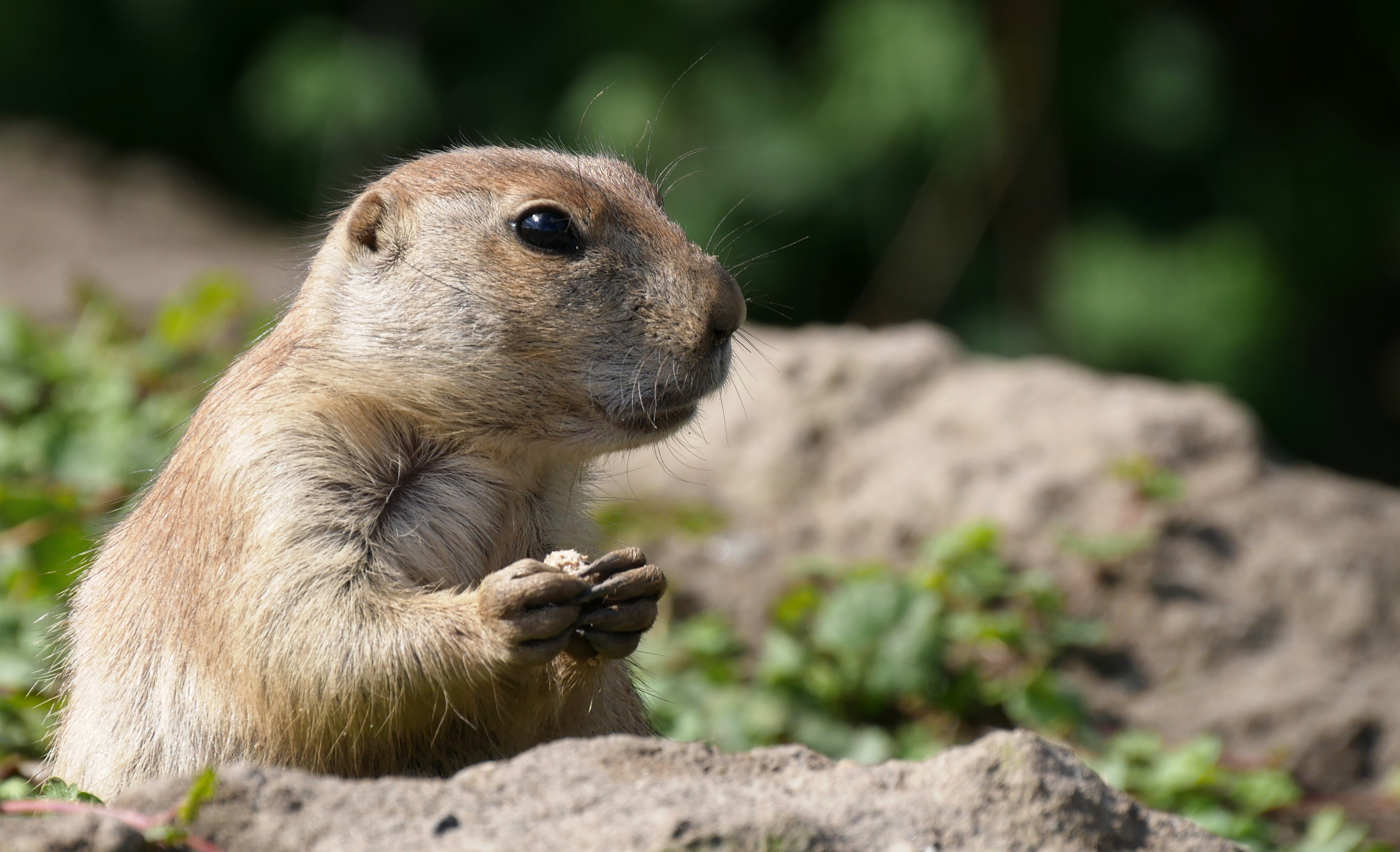 volgens-mij-hoor-ik-iets