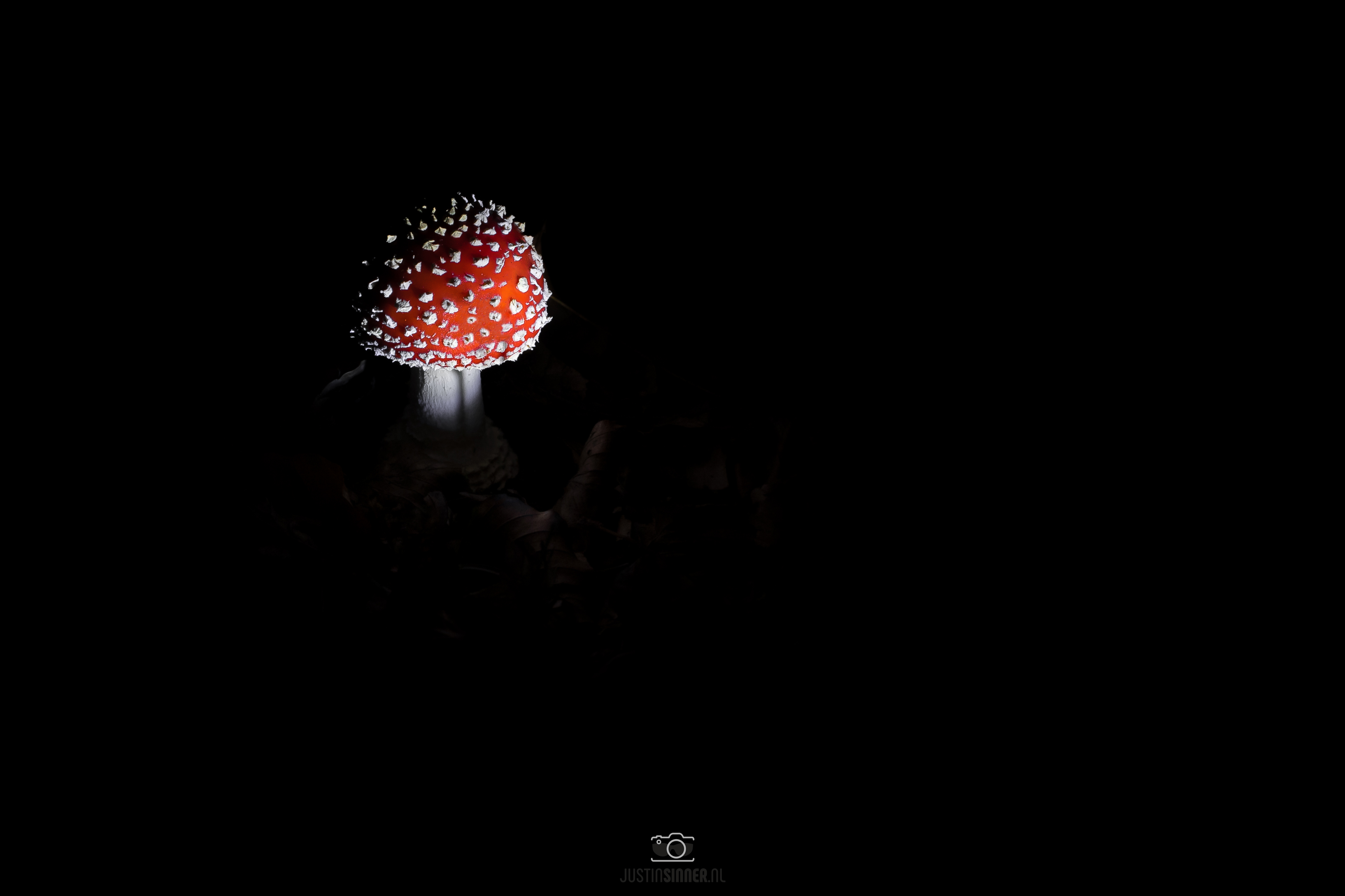 de-mooiste-paddenstoelen-fotos-uit-onze-gallery