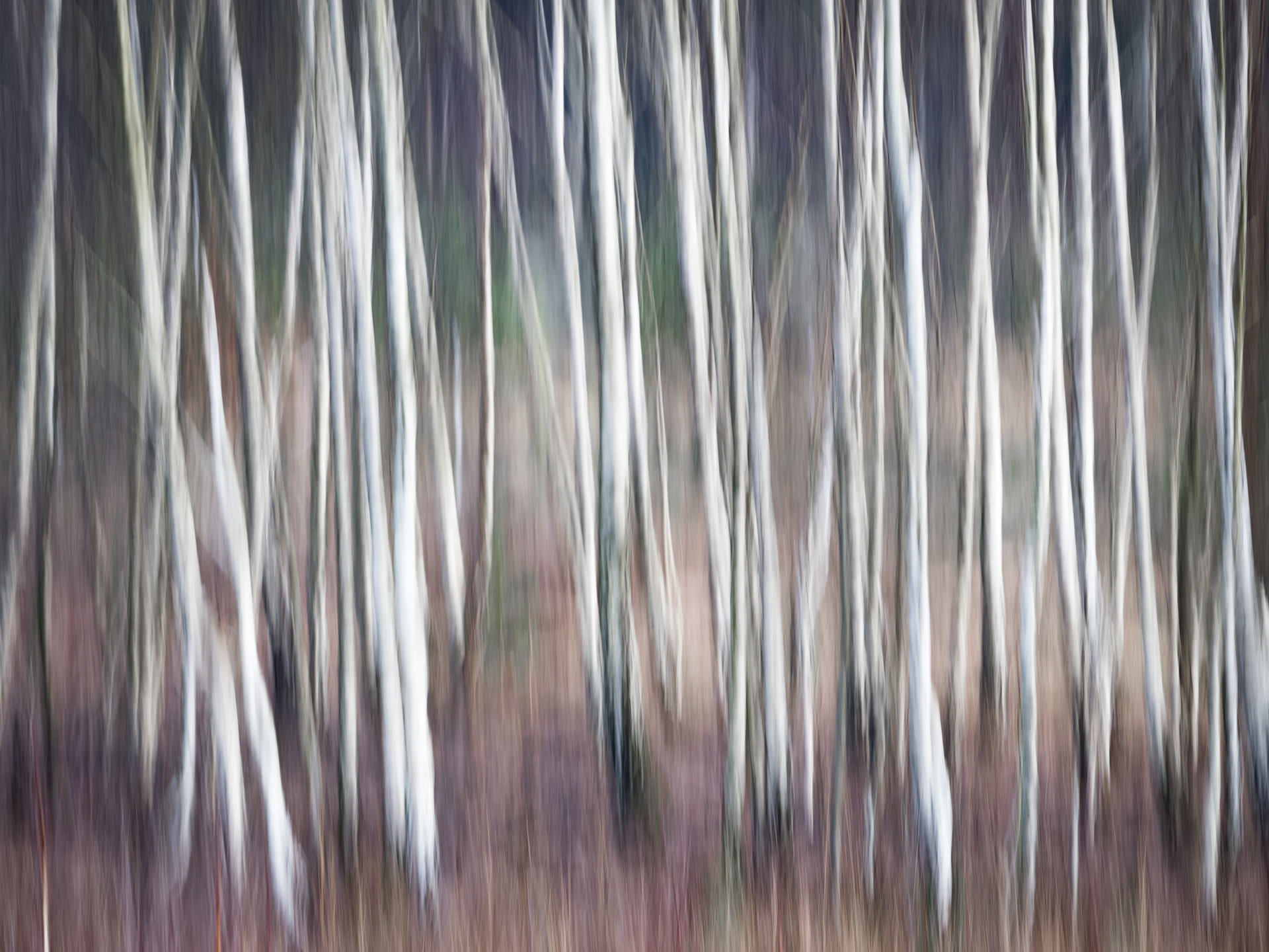 bewegingsonscherpte-berken