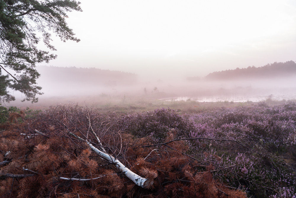 mistige-heide-1