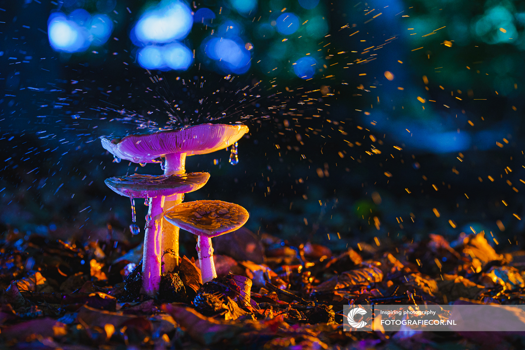 fungi-disco-inferno