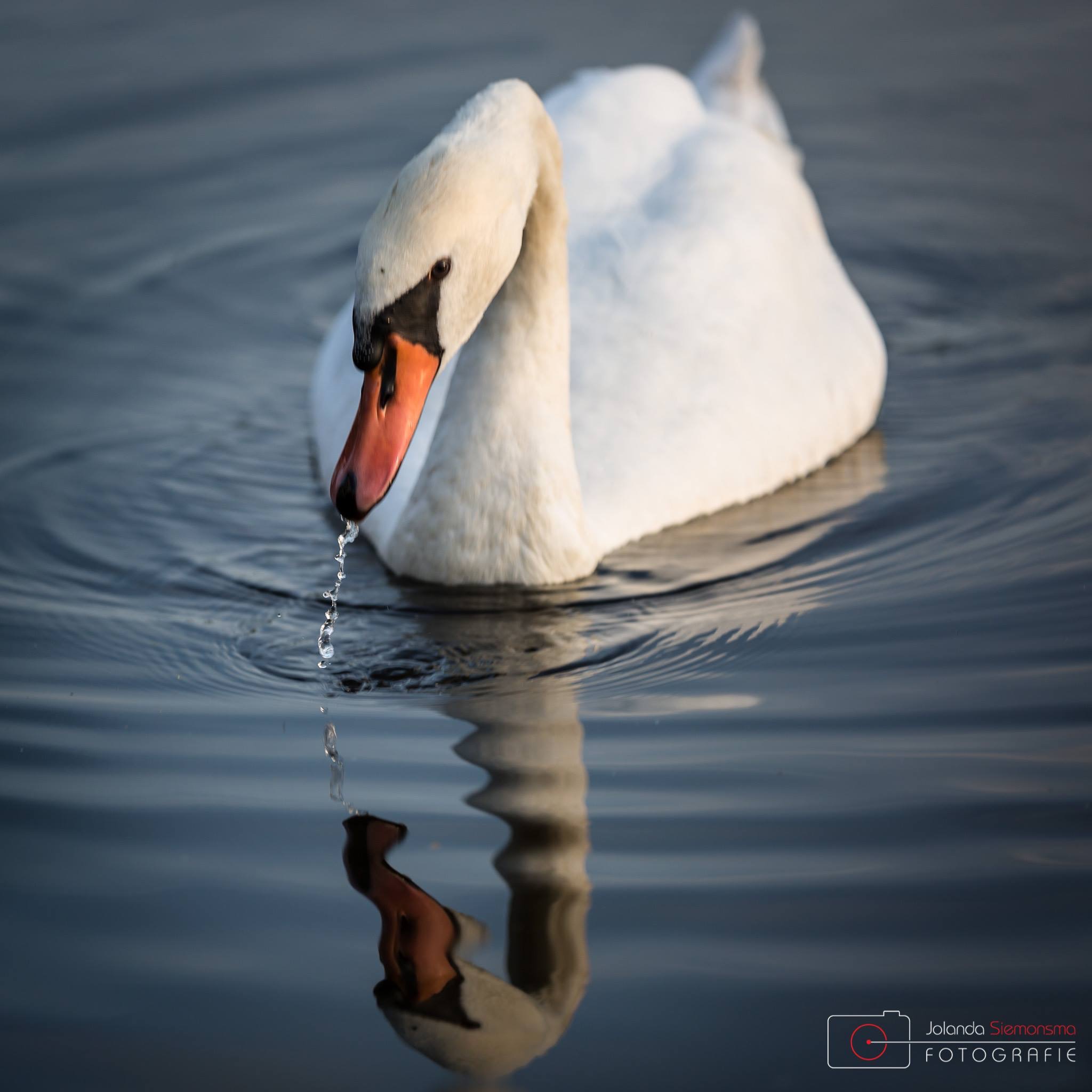swan-1