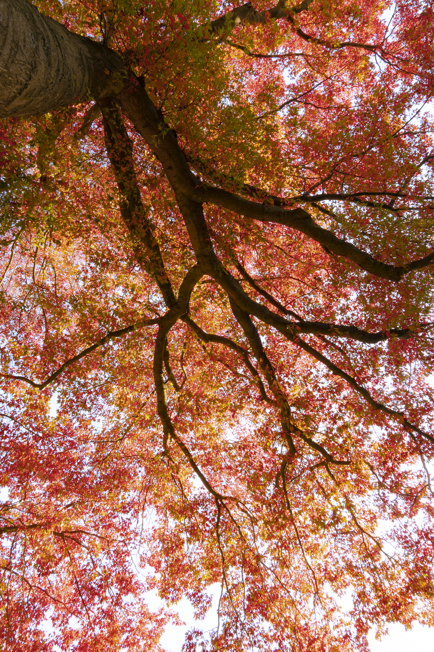 herfst-1-1