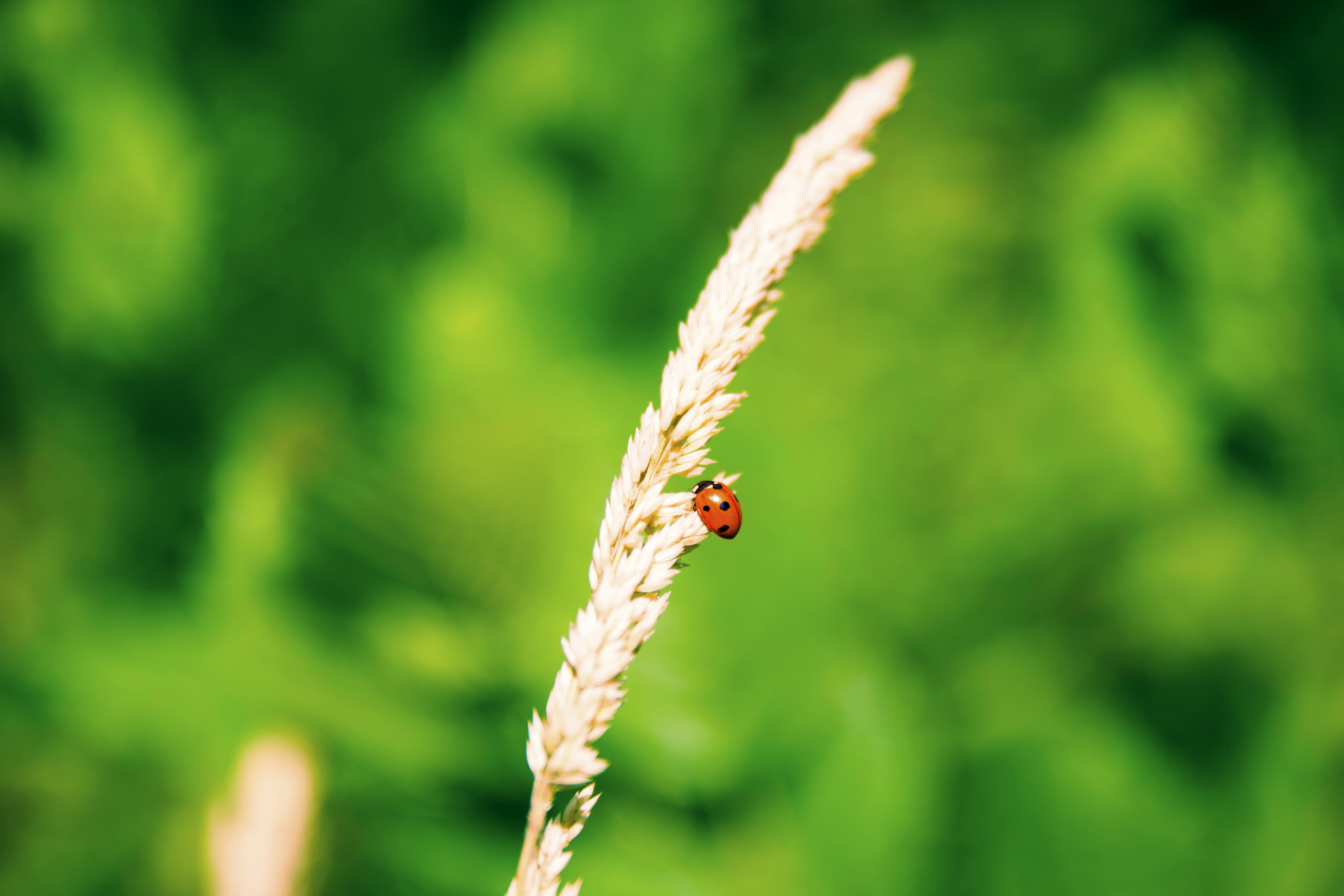 lieveheersbeestje-10