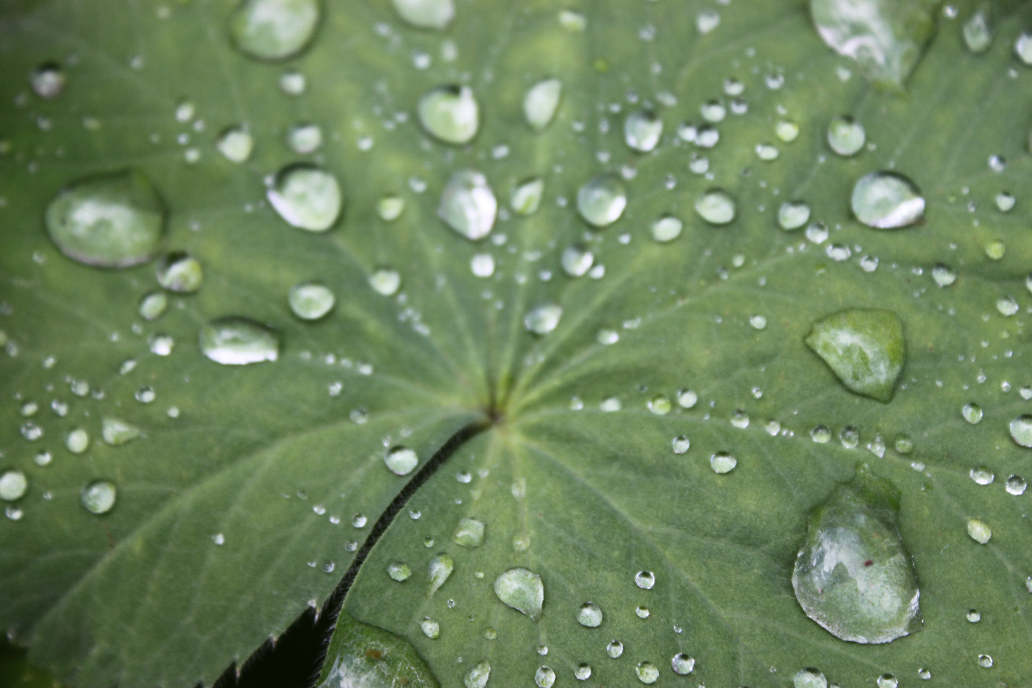 dauw-druppels-op-het-blad