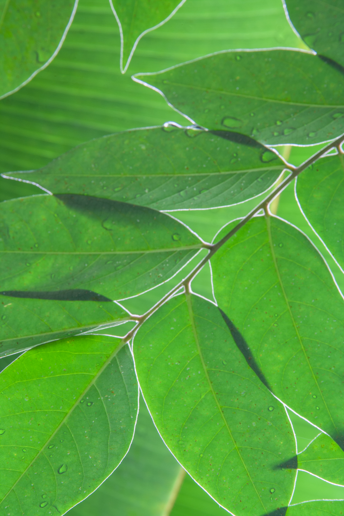 bladjes-in-tegenlicht