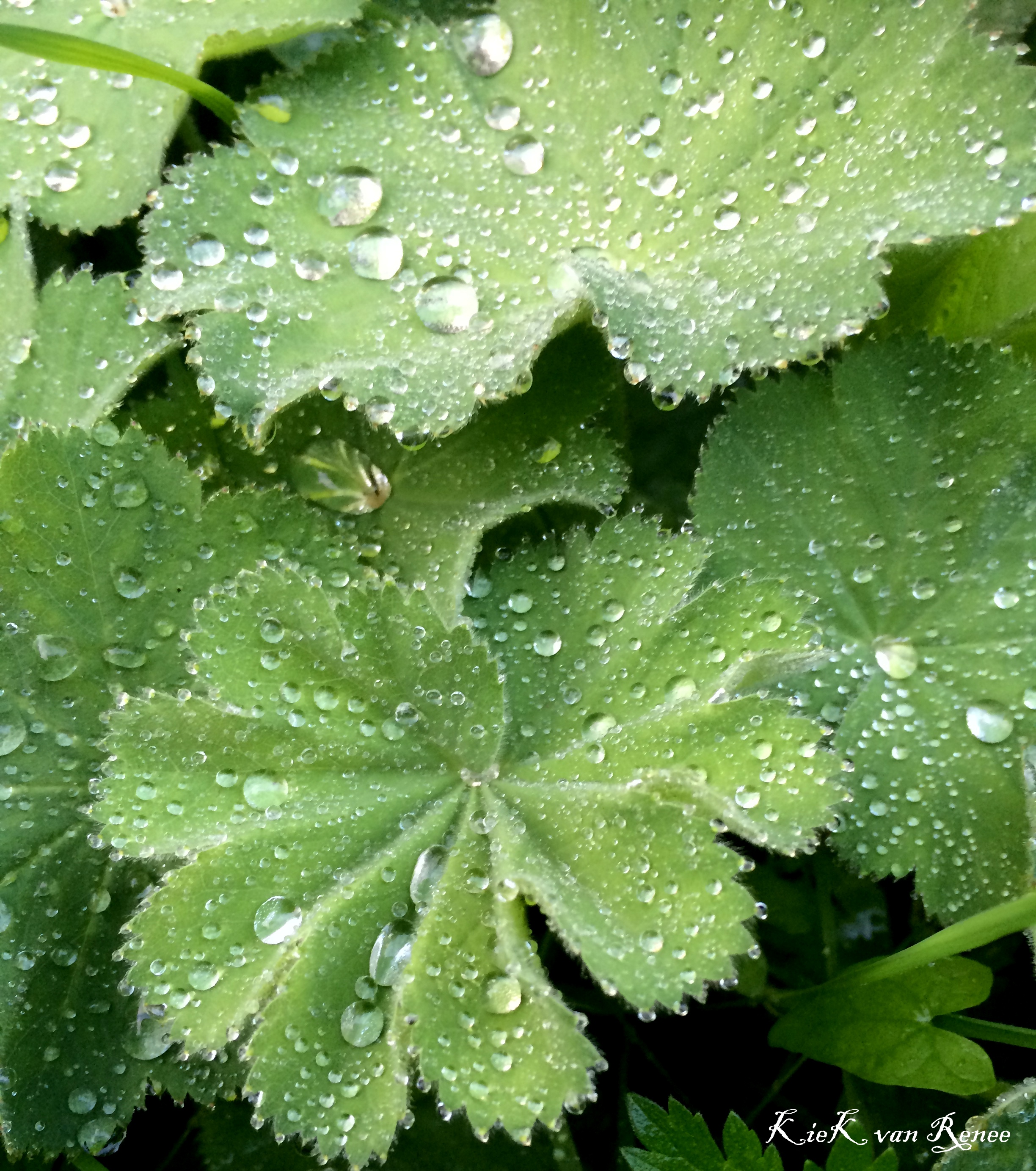 frisse-ochtendwandeling