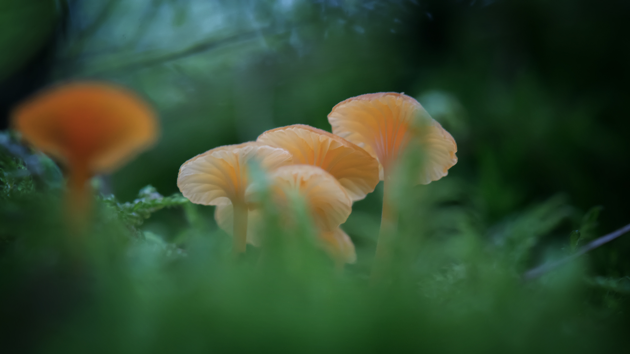 oranjegele-trechtertjes