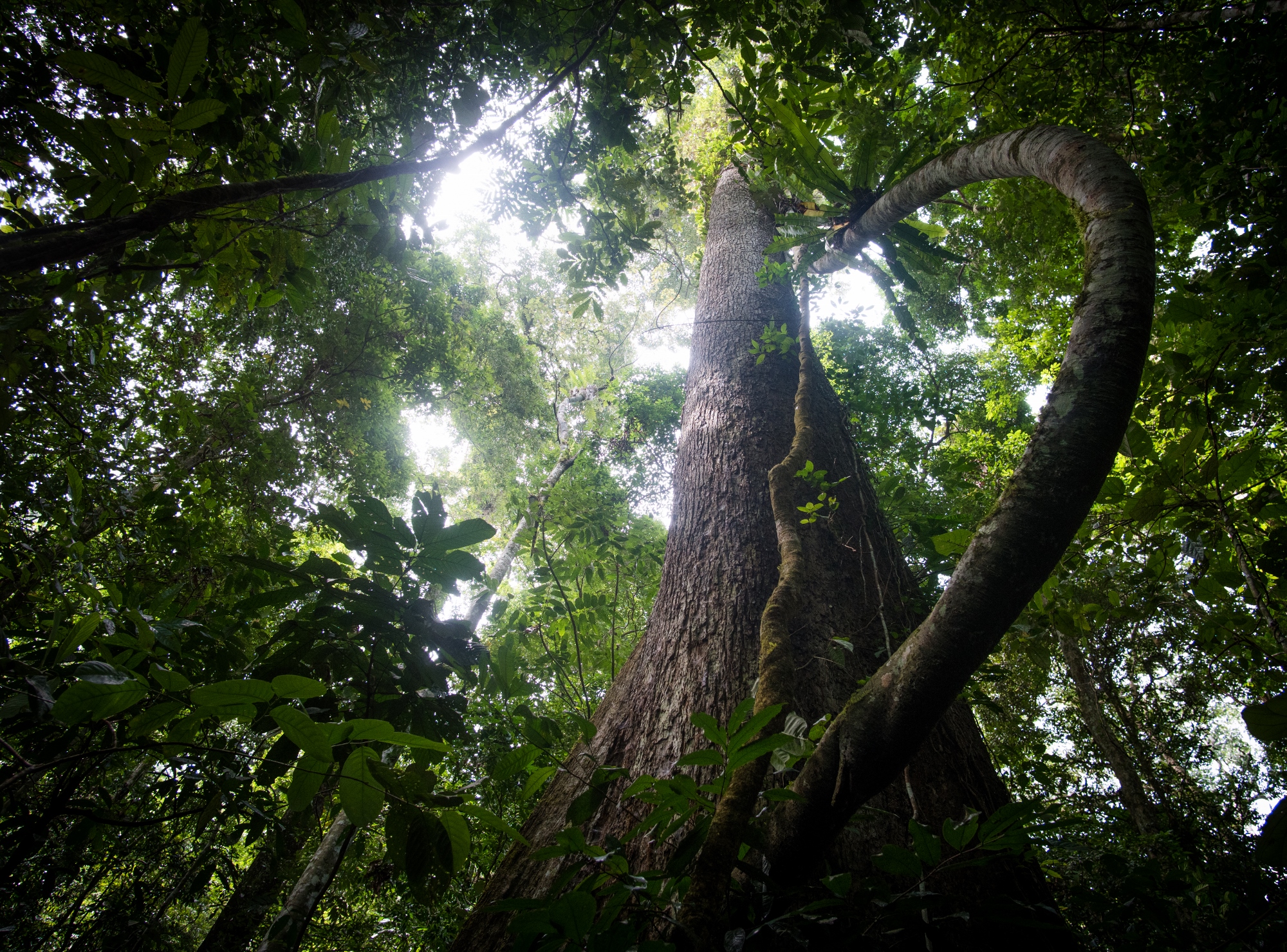 the-heart-of-the-jungle