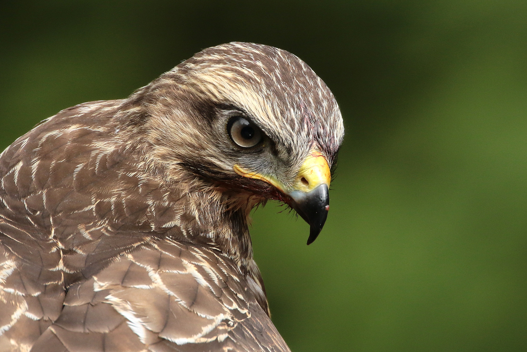 buizerd-close-in-beeld