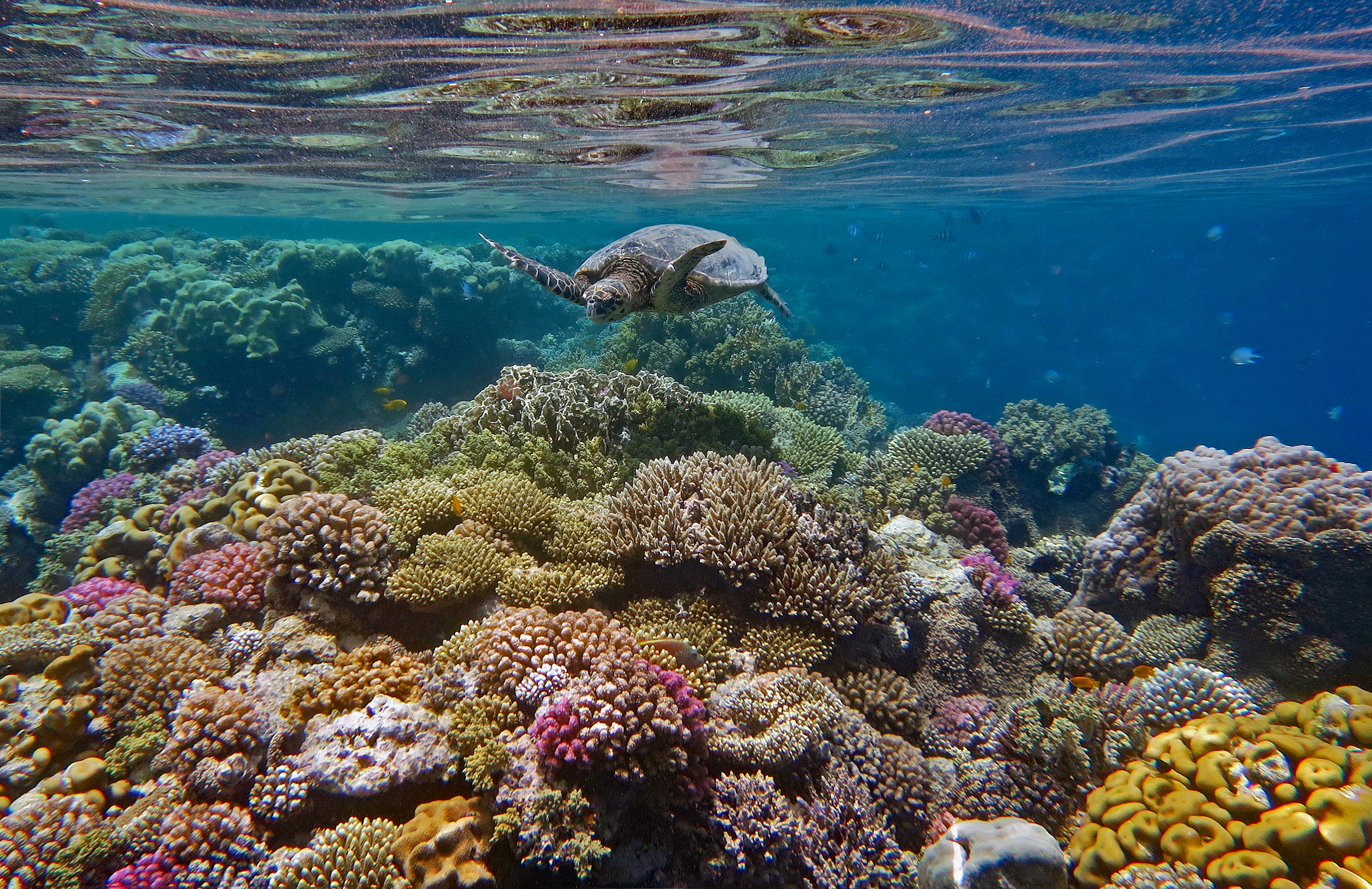 zeeschildpad-boven-een-prachtig-koraalrif-zuidelijke-rode-zee