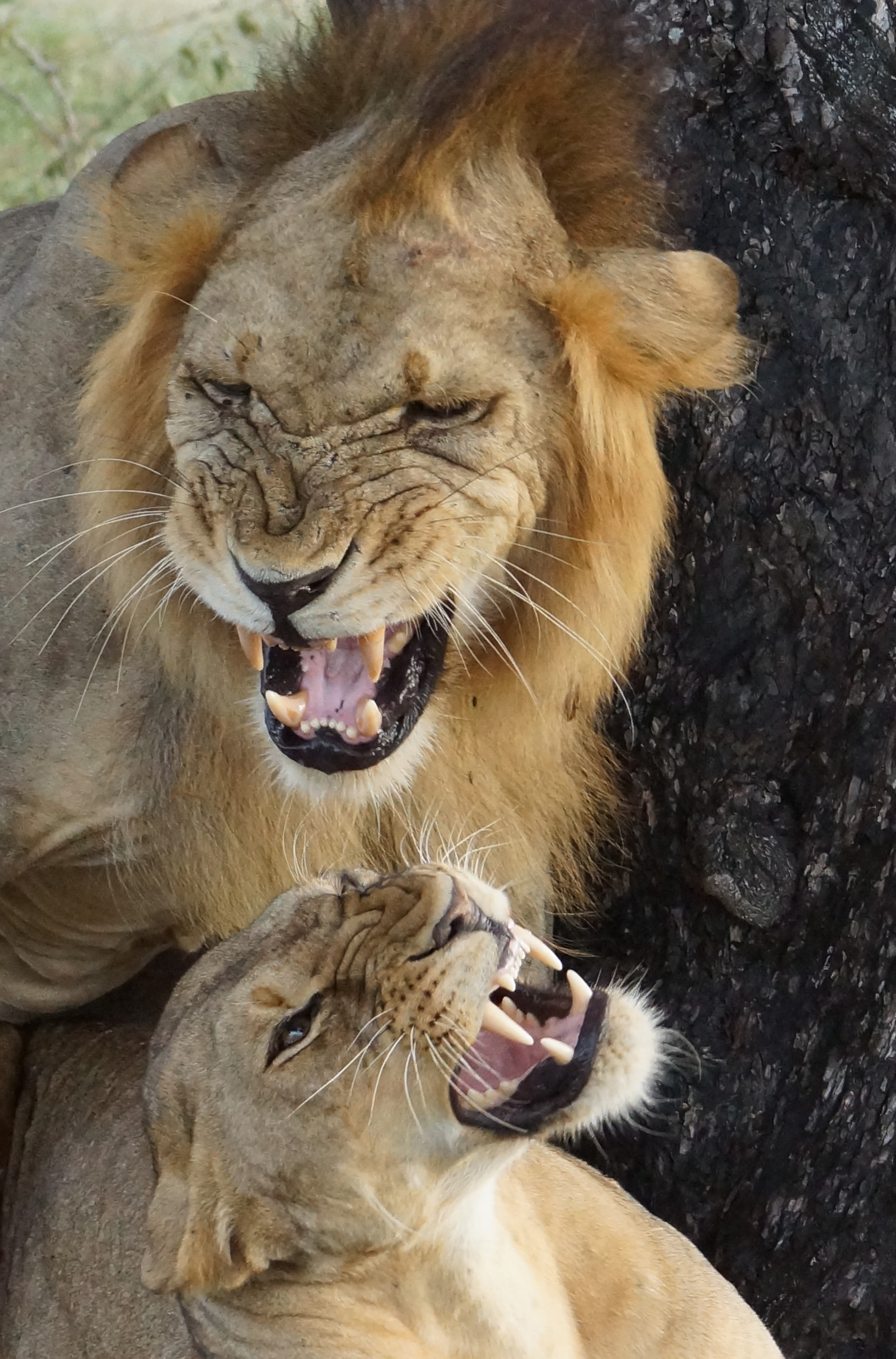 leeuwen-in-love-selous-tanzania