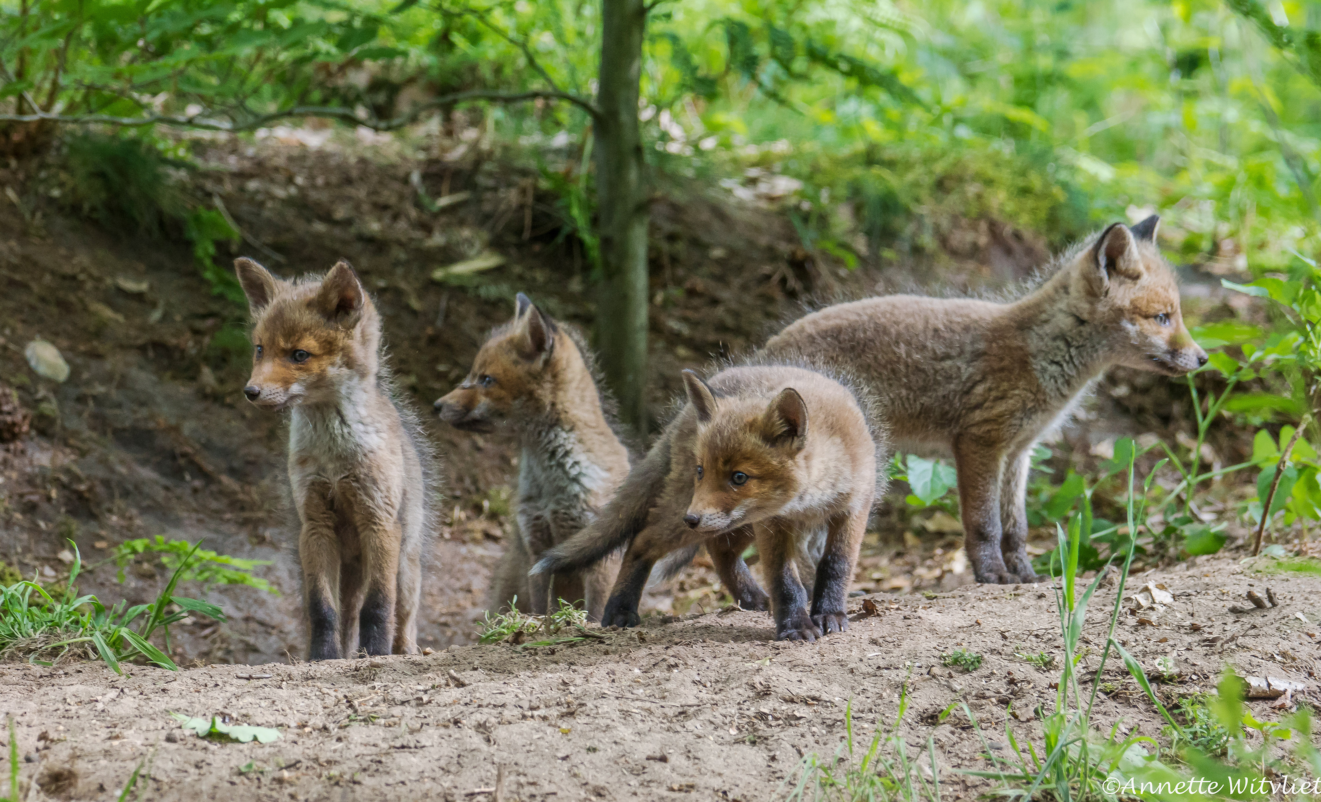 jonge-vosjes-was-genieten-op-de-noord-veluwe