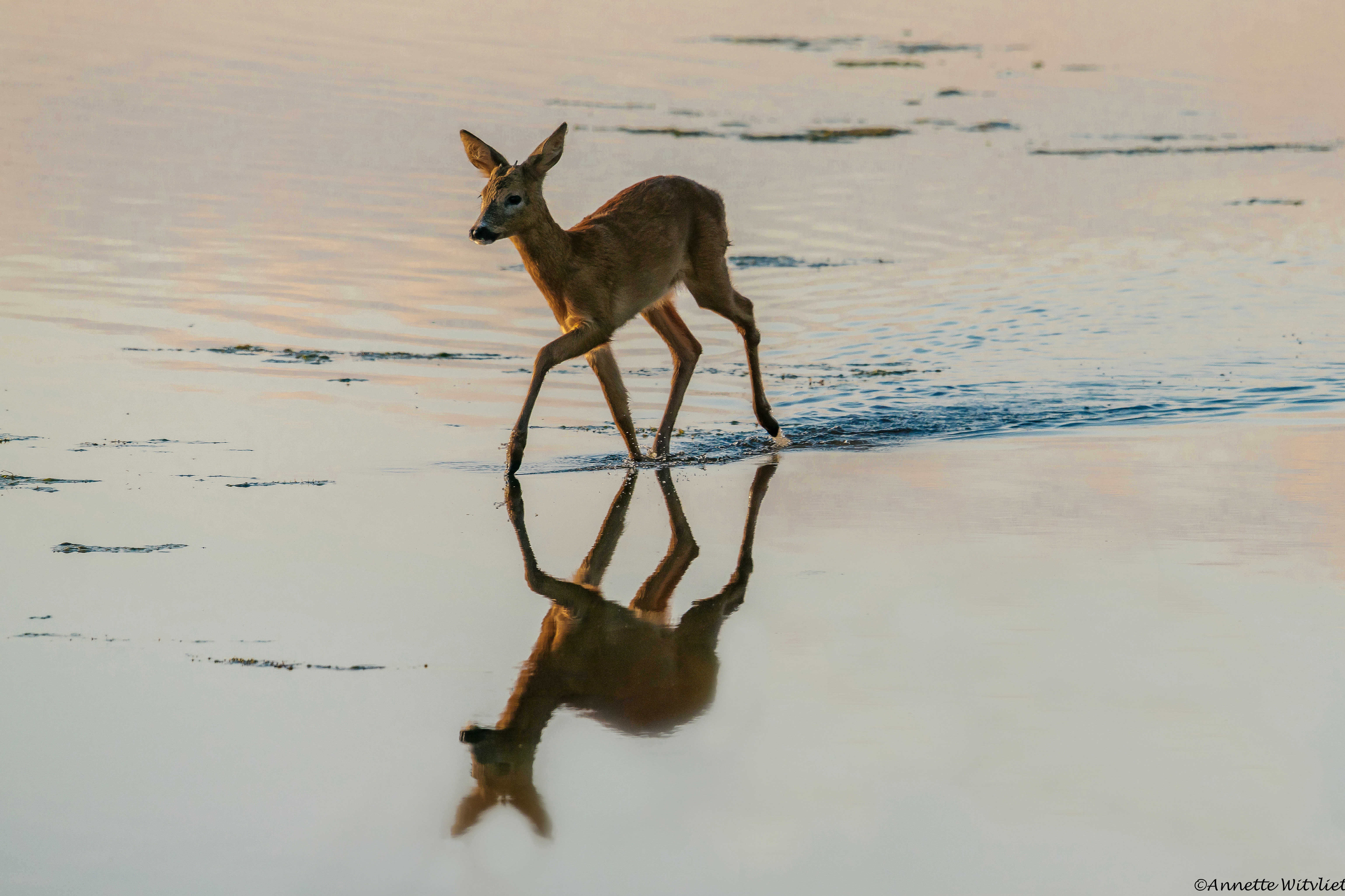 ree-in-het-vroege-ochtendlicht-beter-kan-je-dag-niet-beginnen