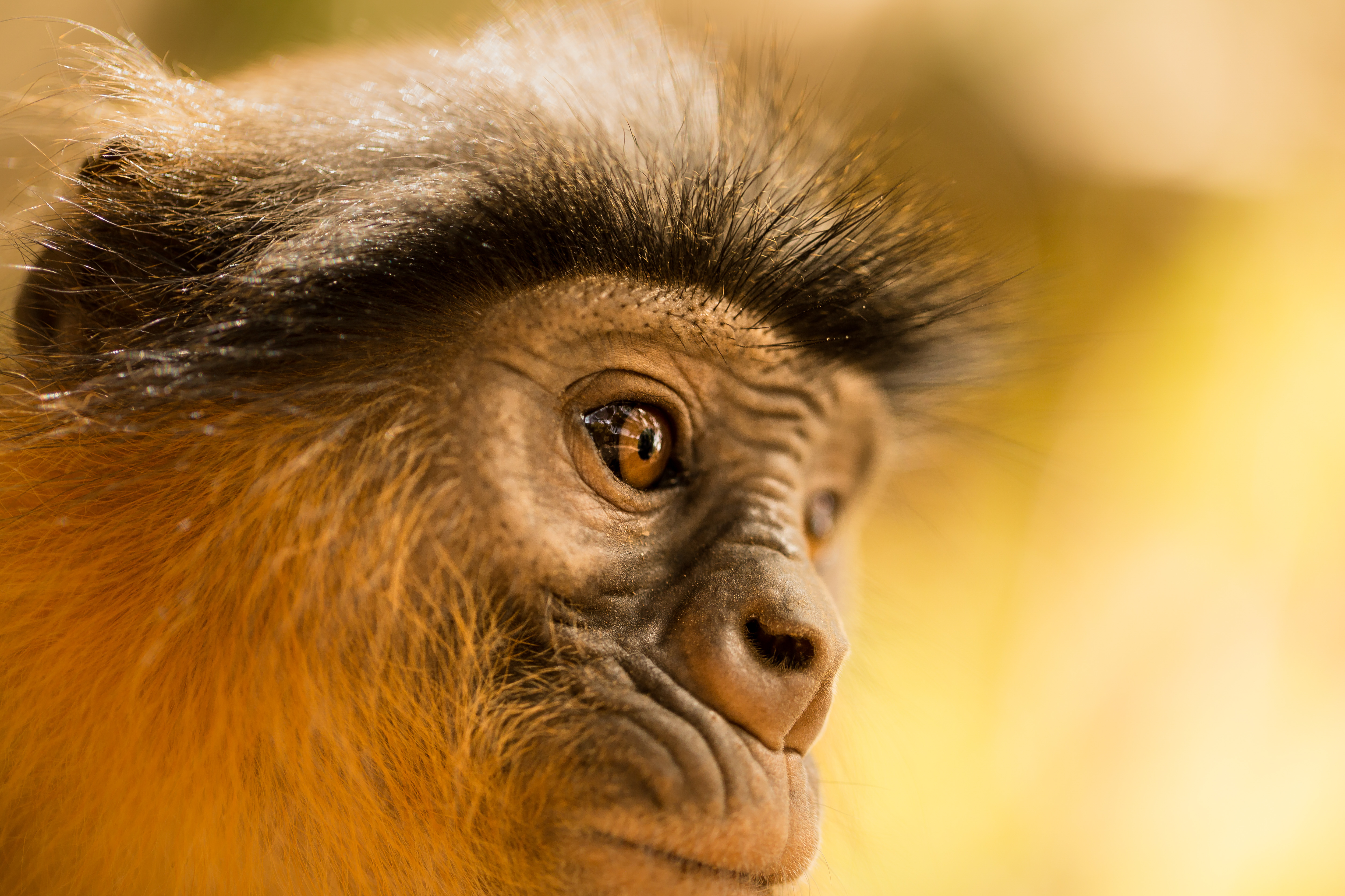 western-red-colobus-monkey