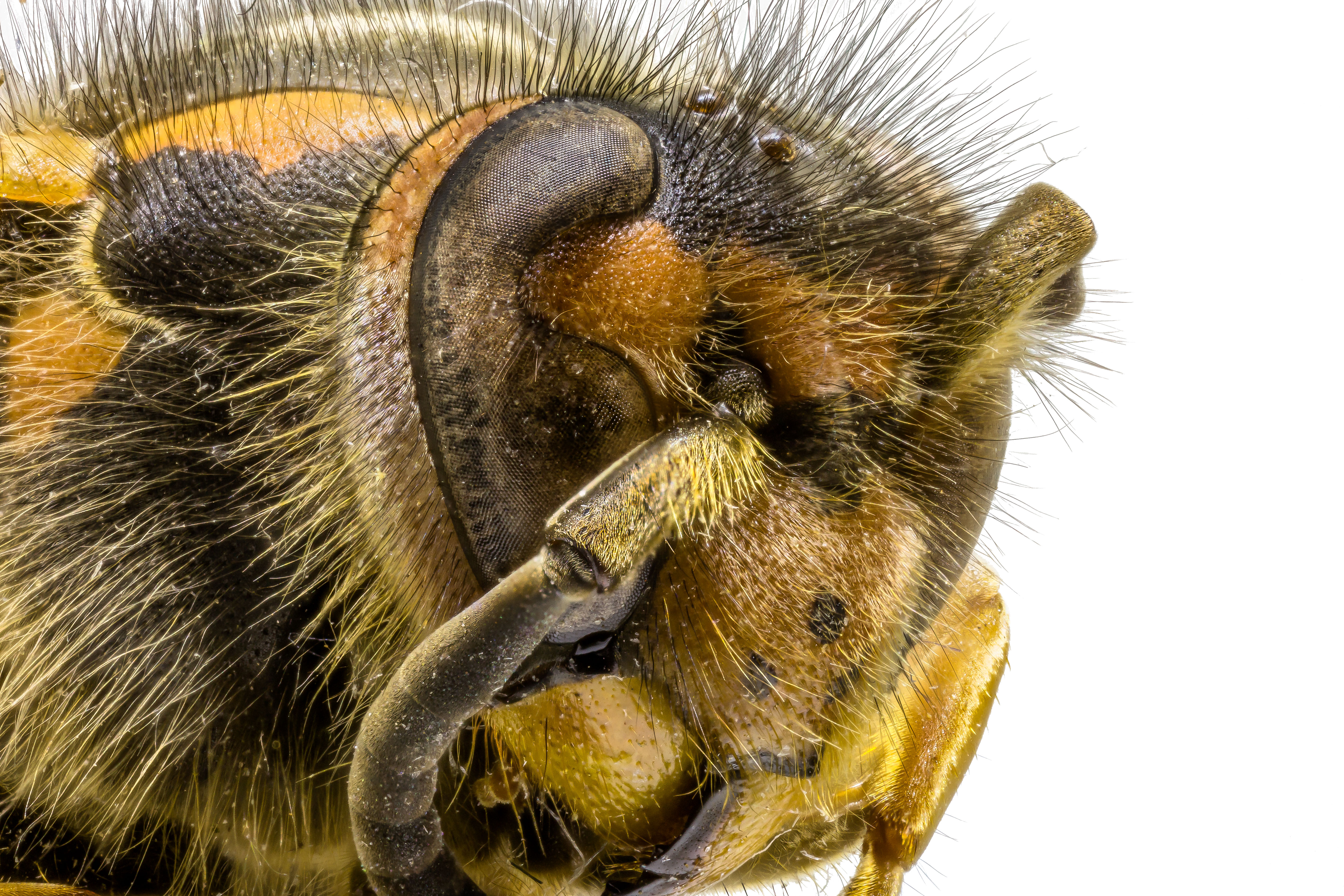 oog-in-oog-met-een-wesp