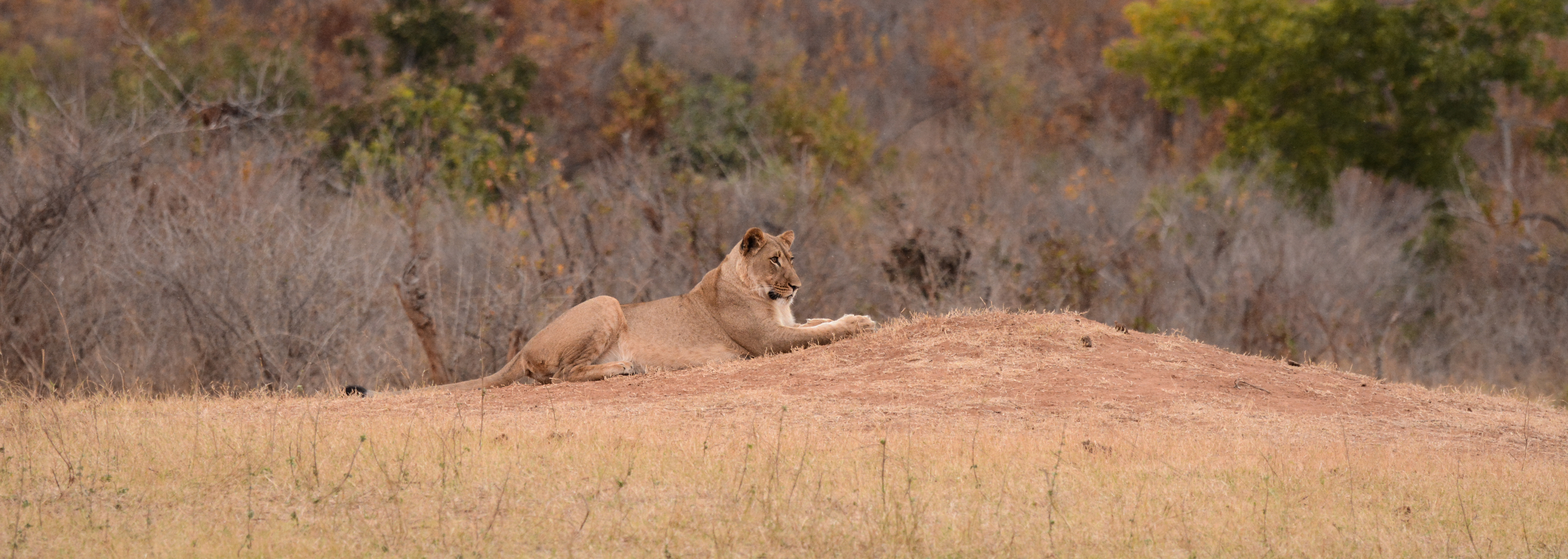 leeuwin-bij-avondlicht