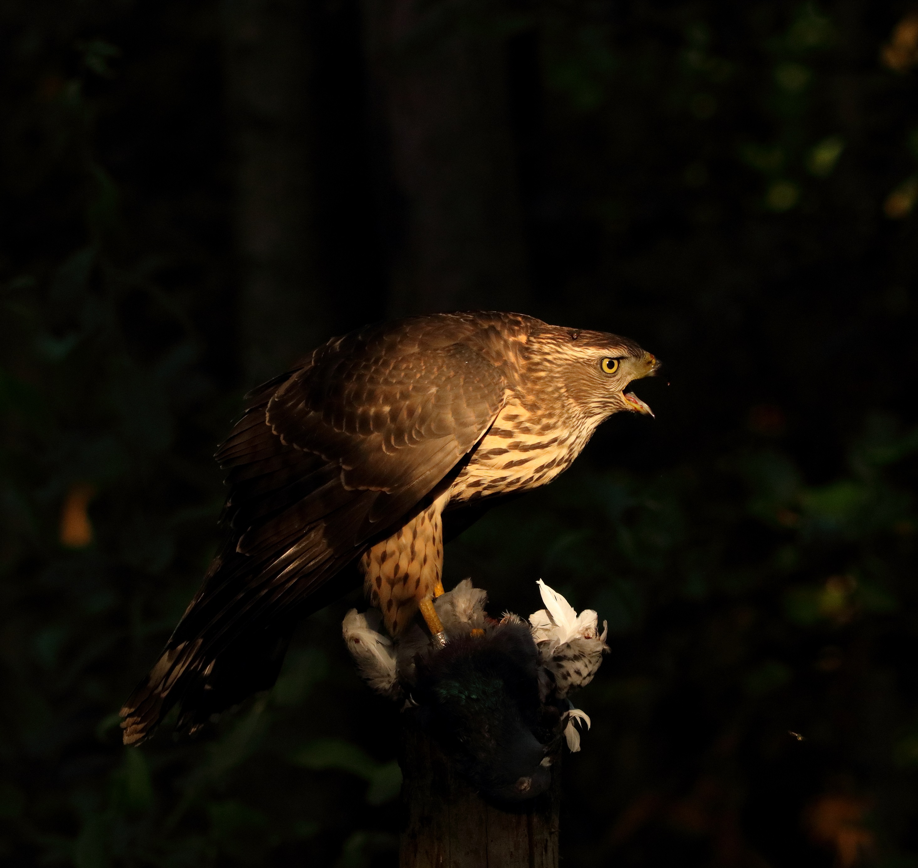 havik-in-laatste-avondlicht