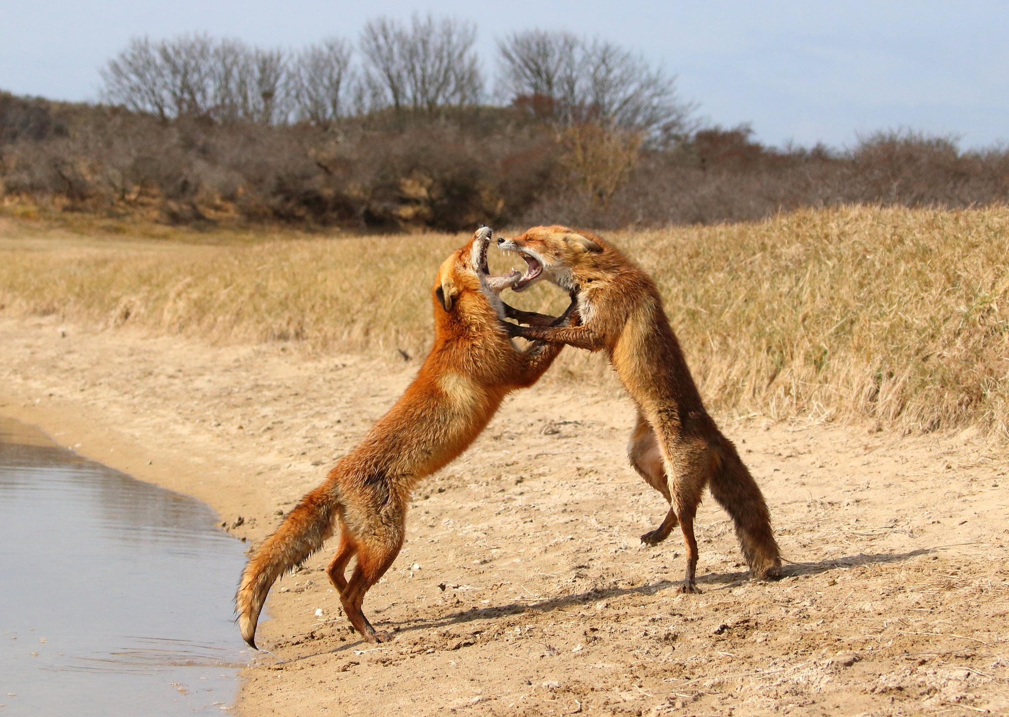vossen-hebben-meningsverschil
