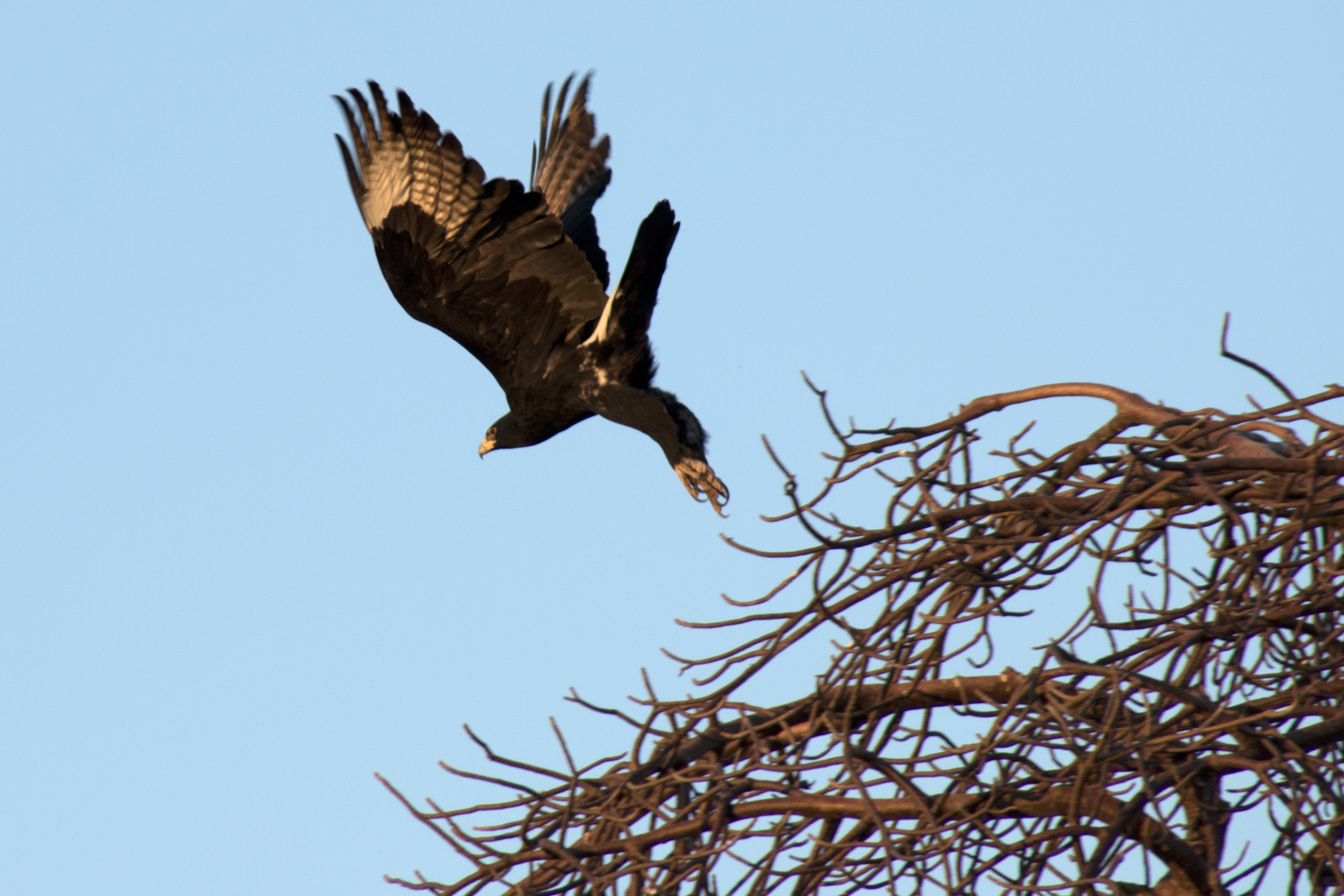 botswana-tuli-safara-lodge