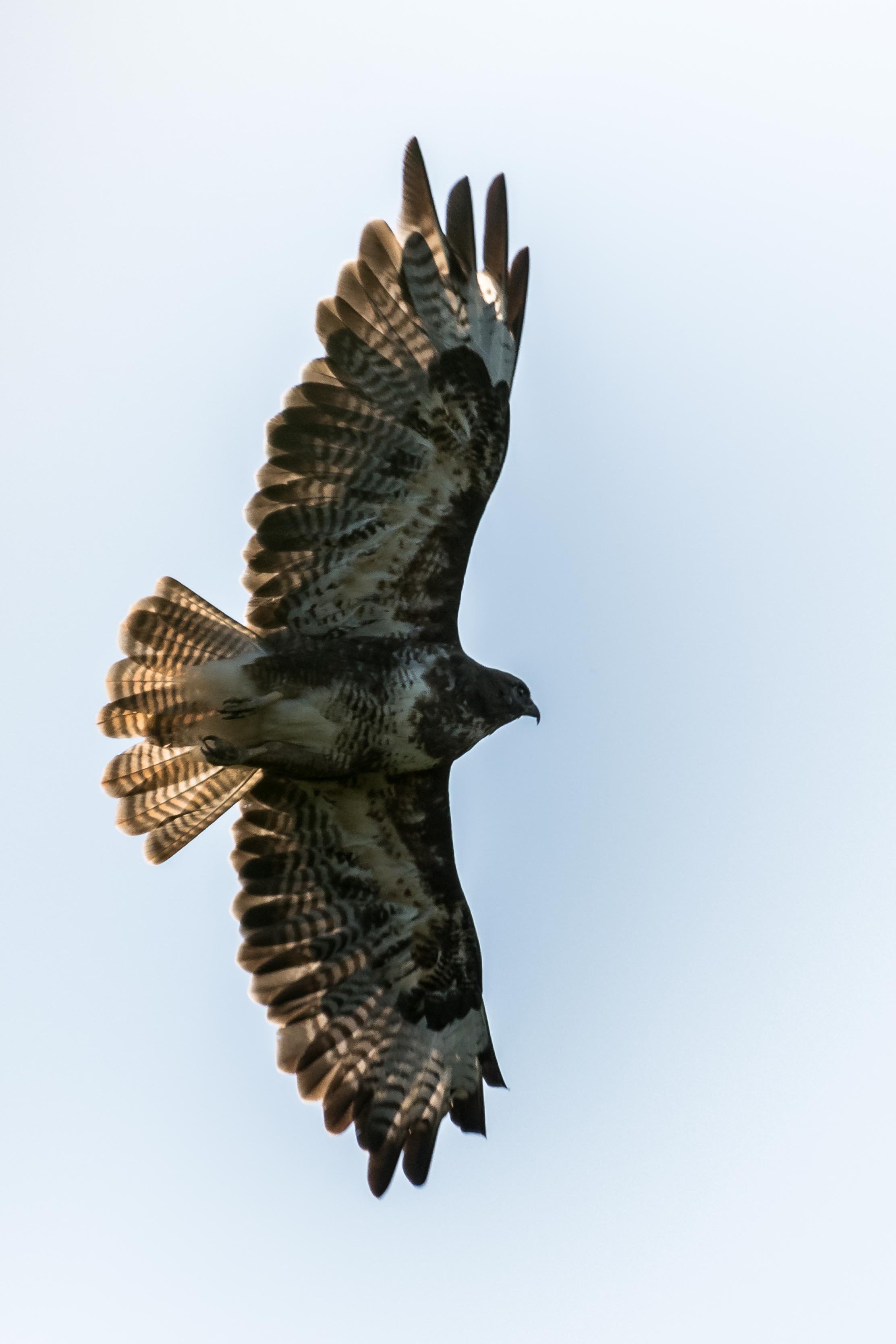 buizerd-4