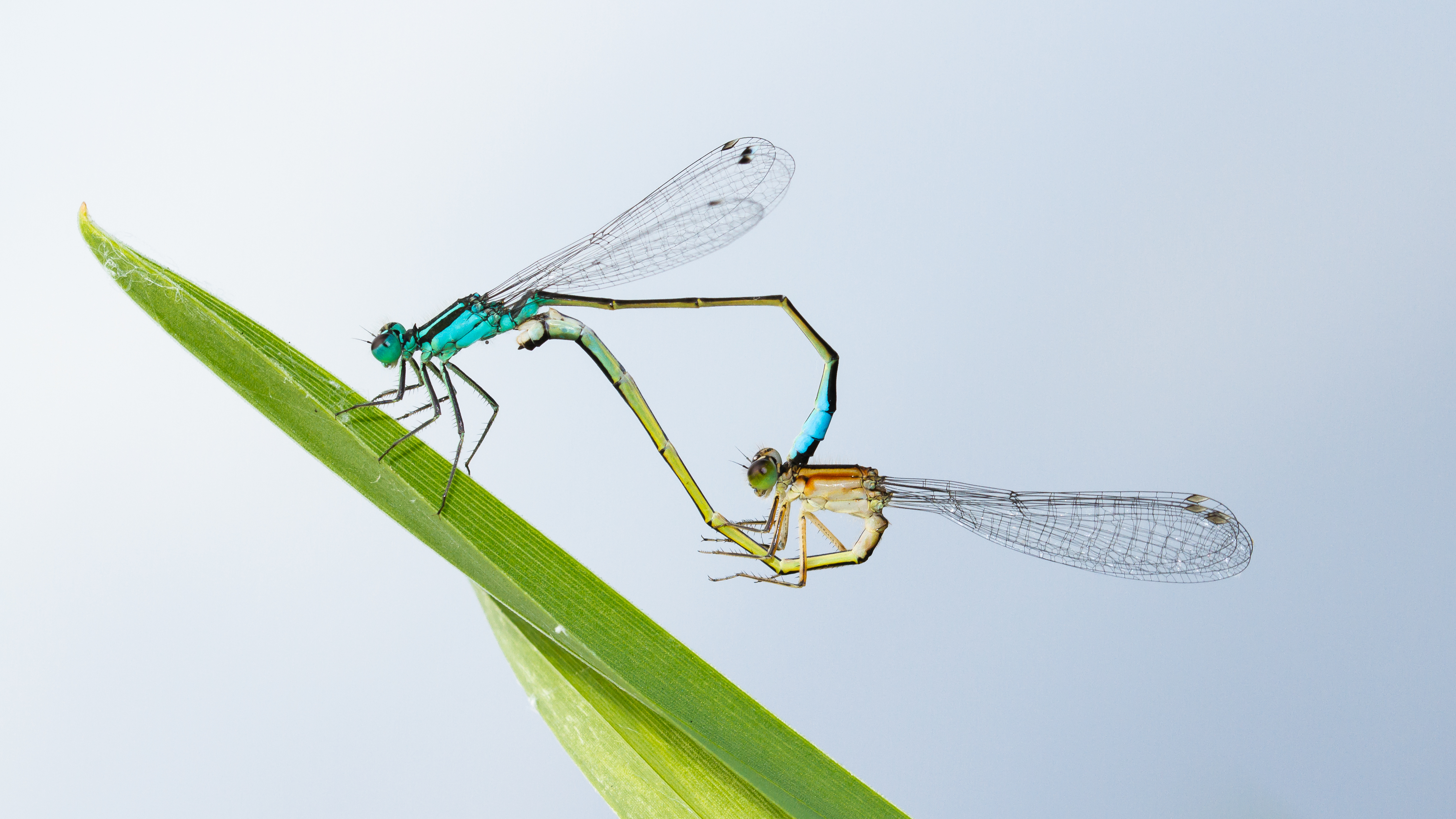 love-is-in-the-air-everywhere-i-look-around