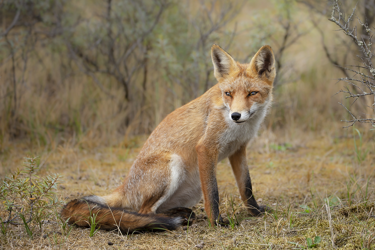 vos-met-zijn-sluwe-blik