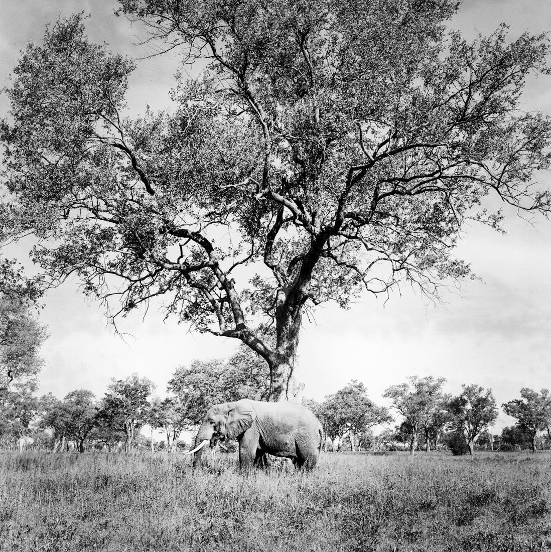 south-luangwa-olifant