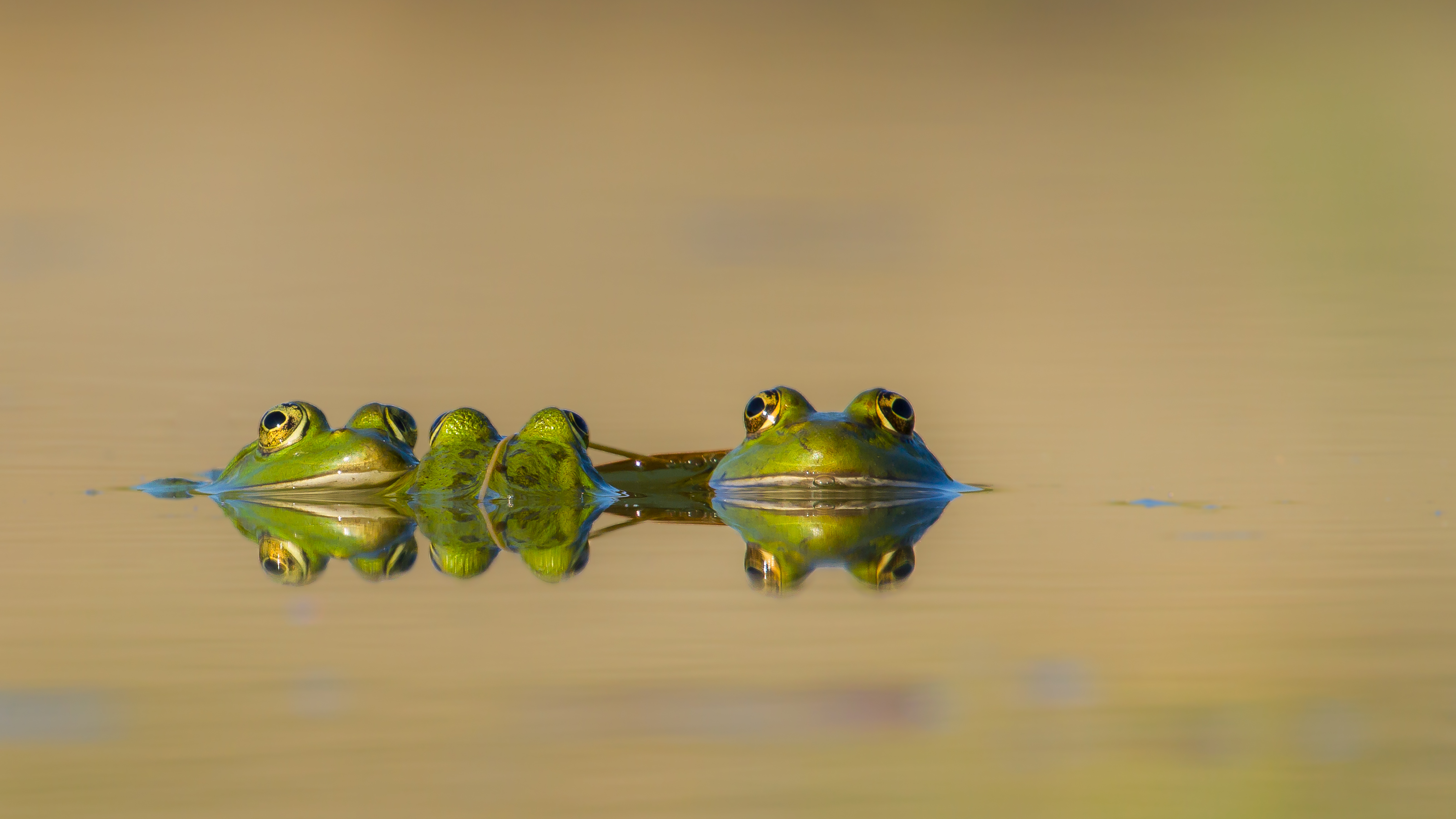 e%C3%A9n-en-al-oog-groene-kikkers