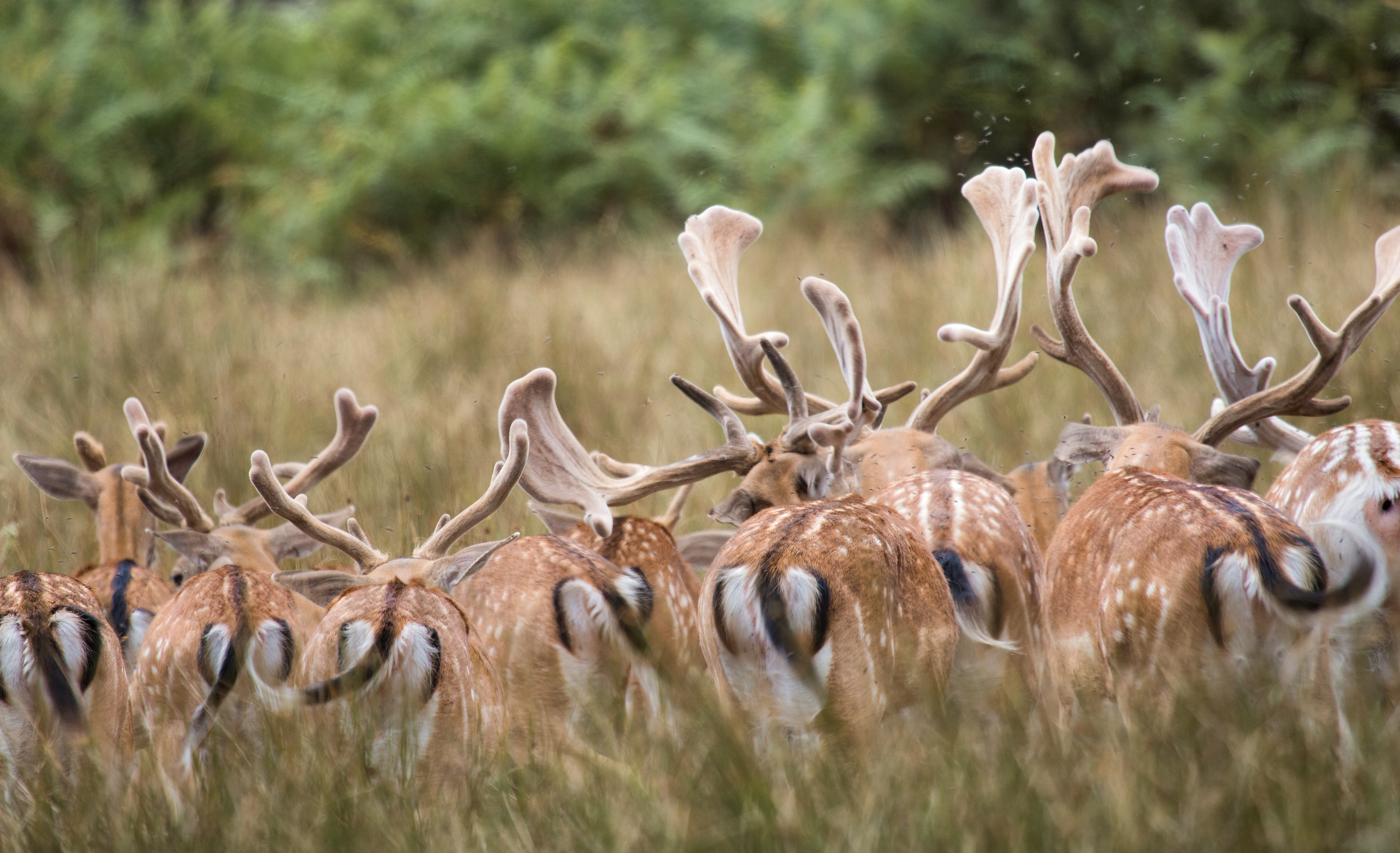 antlers-and-tails-and-the-fight-against-flies