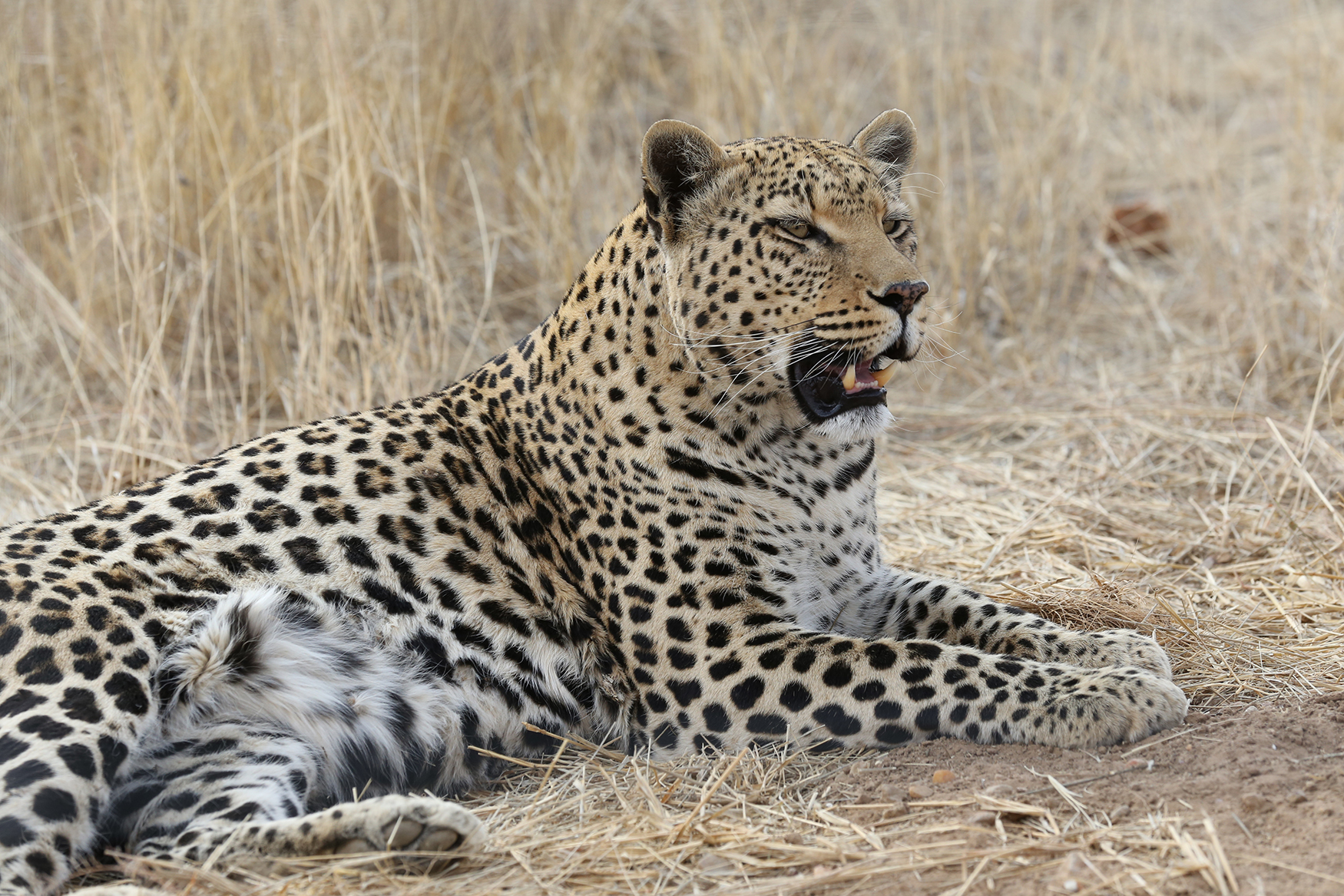 namibi%C3%AB-panter-blijft-alert