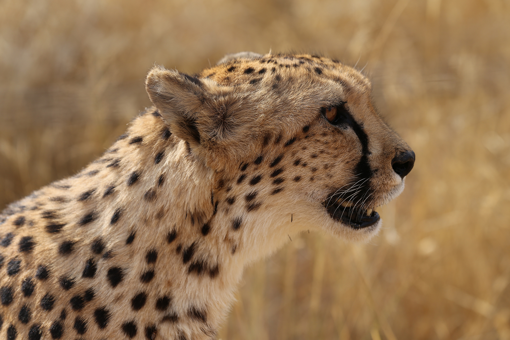 namibi%C3%AB-waakzame-cheeta