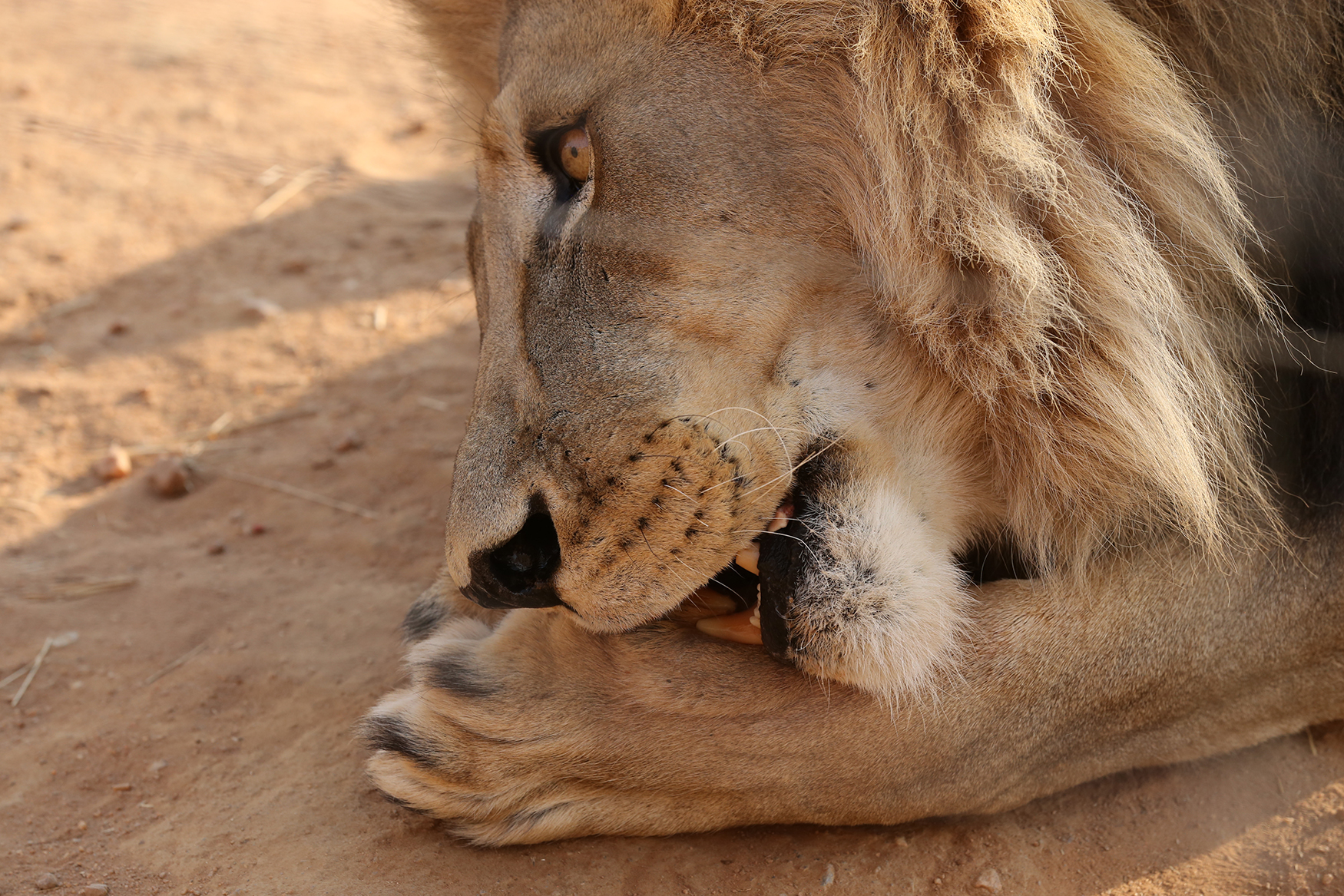 naankuse-hongerige-leeuw