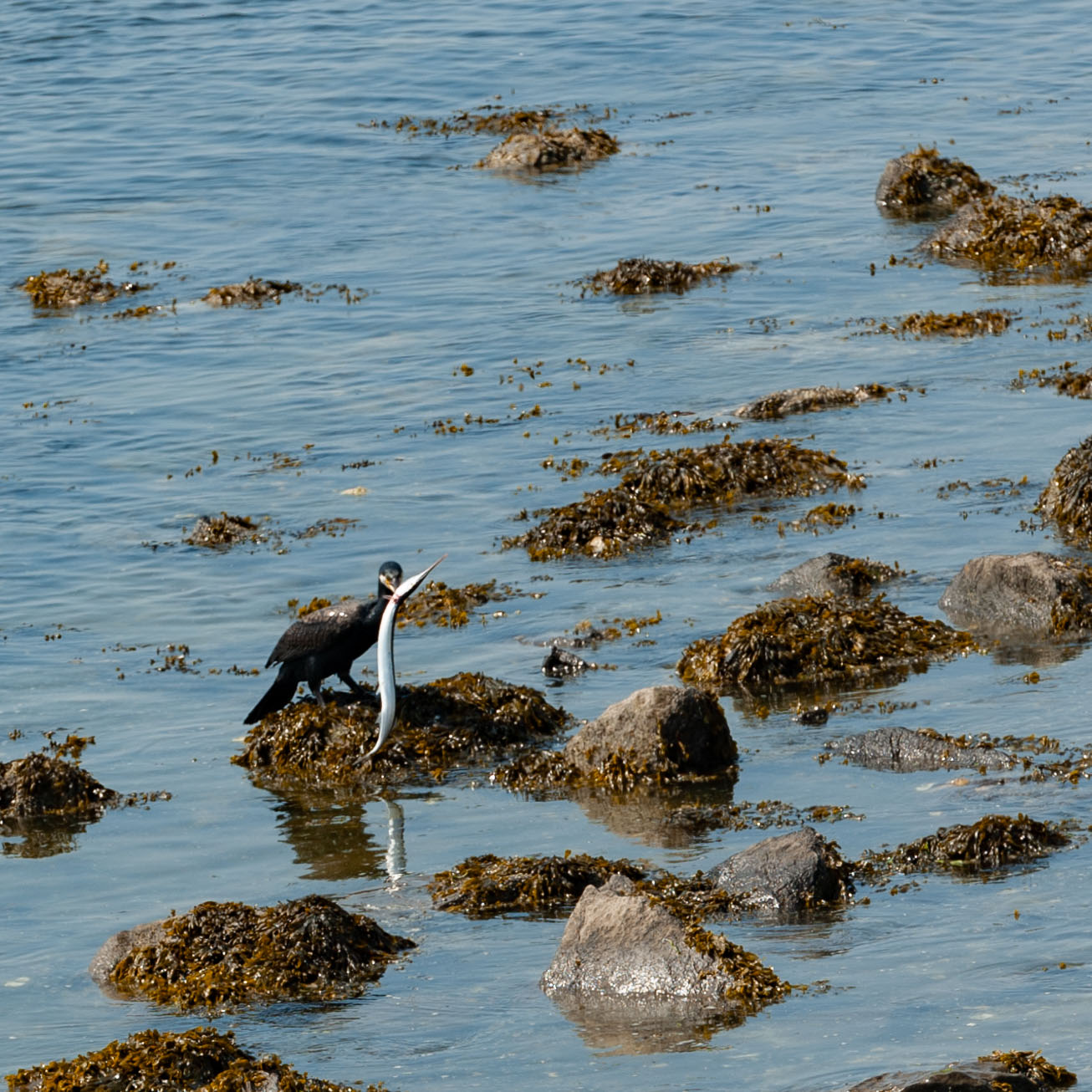 gevecht-aalscholver-en-geep