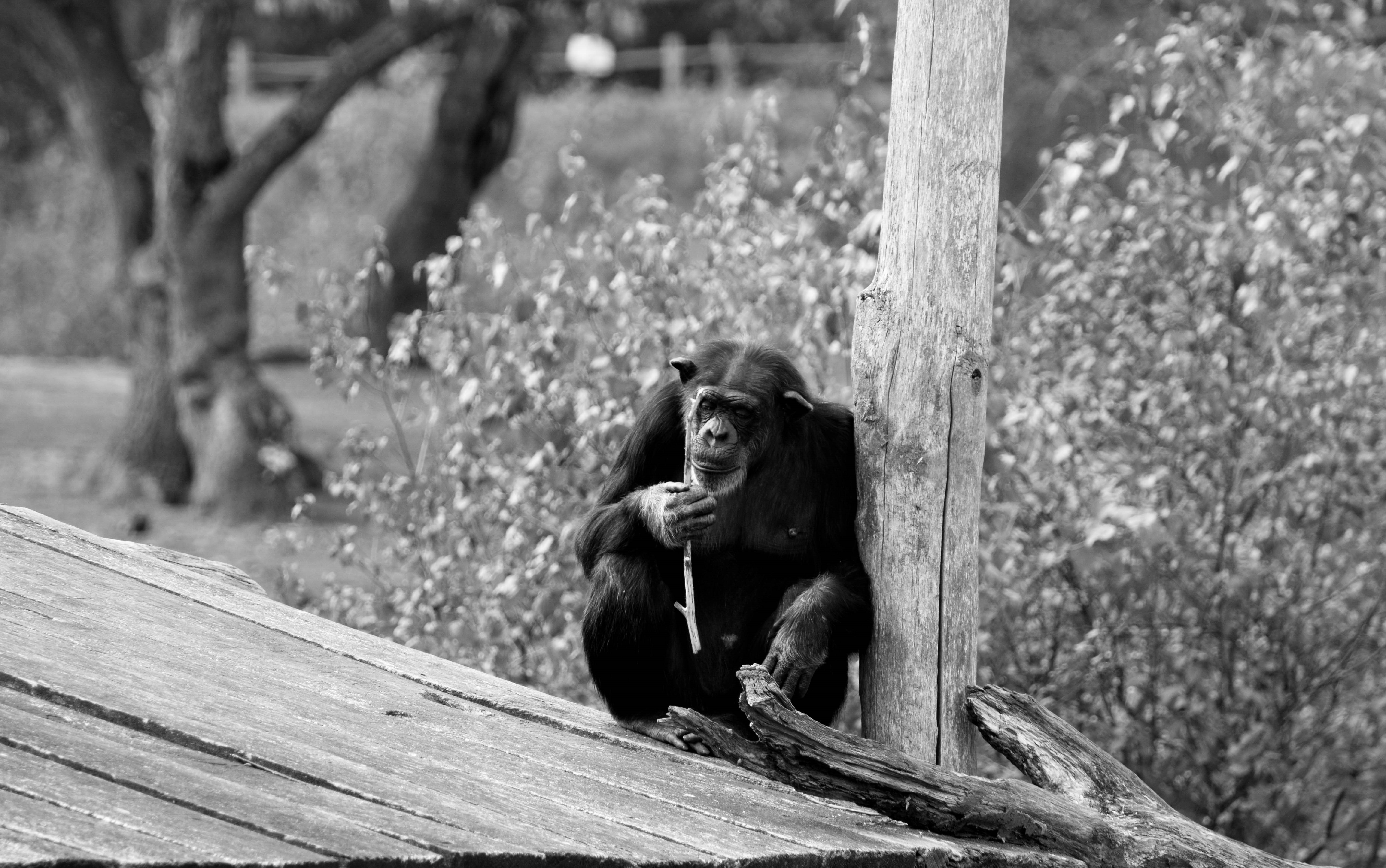 chimpansee