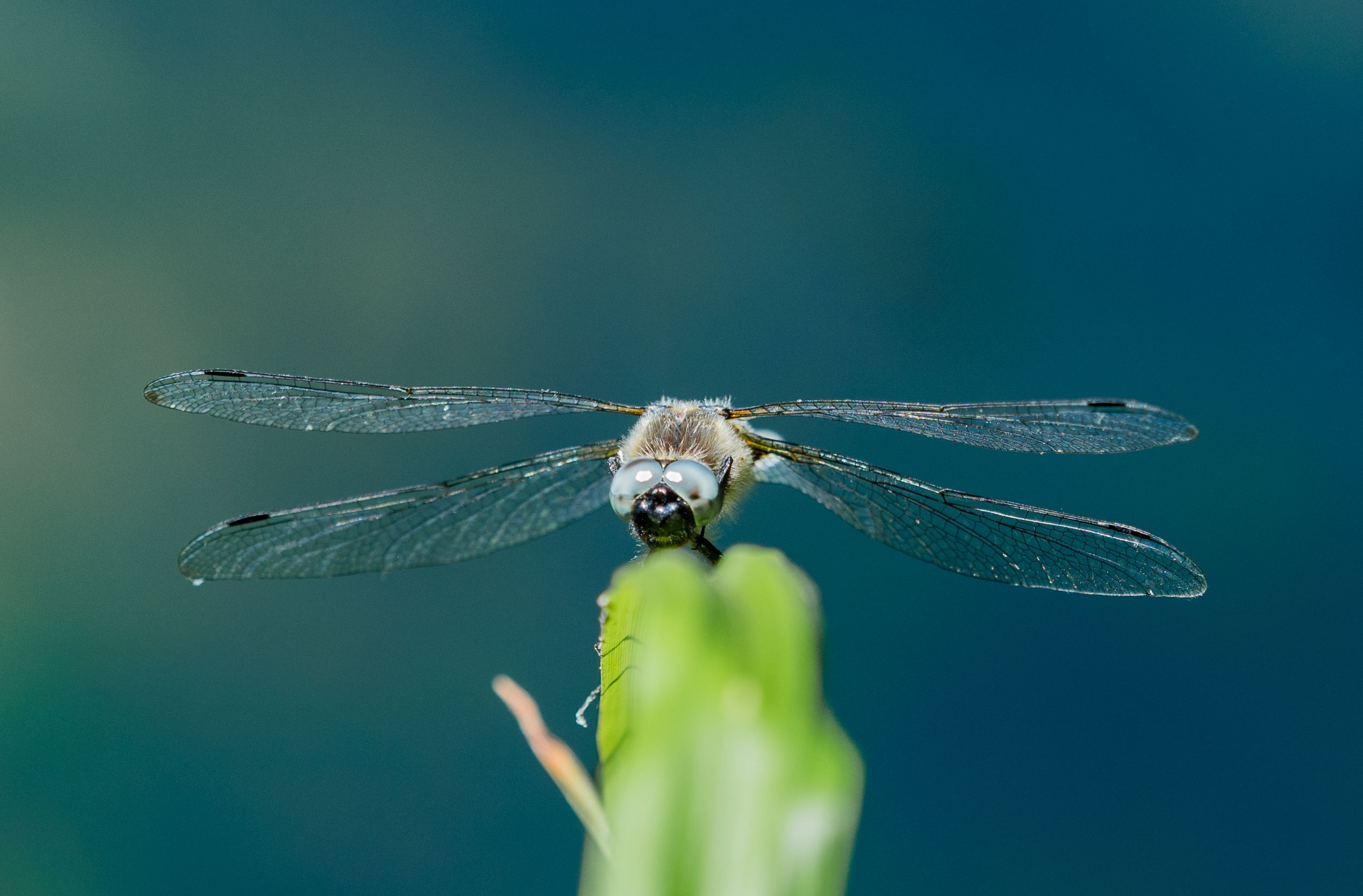 oeverlibel-in-zuid-frankrijk
