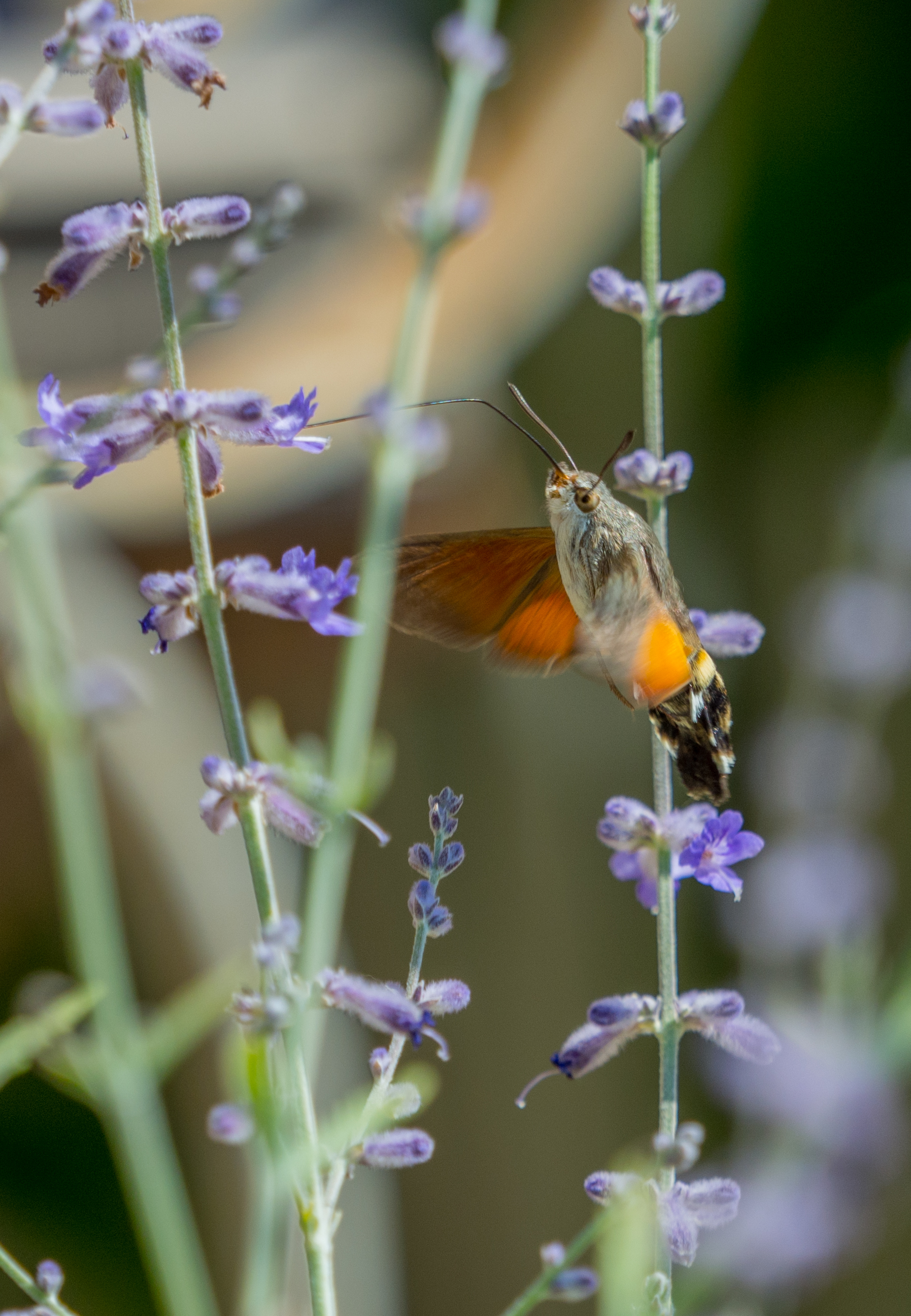 kolibrievlinder-op-lavendel-zuid-frankrijk