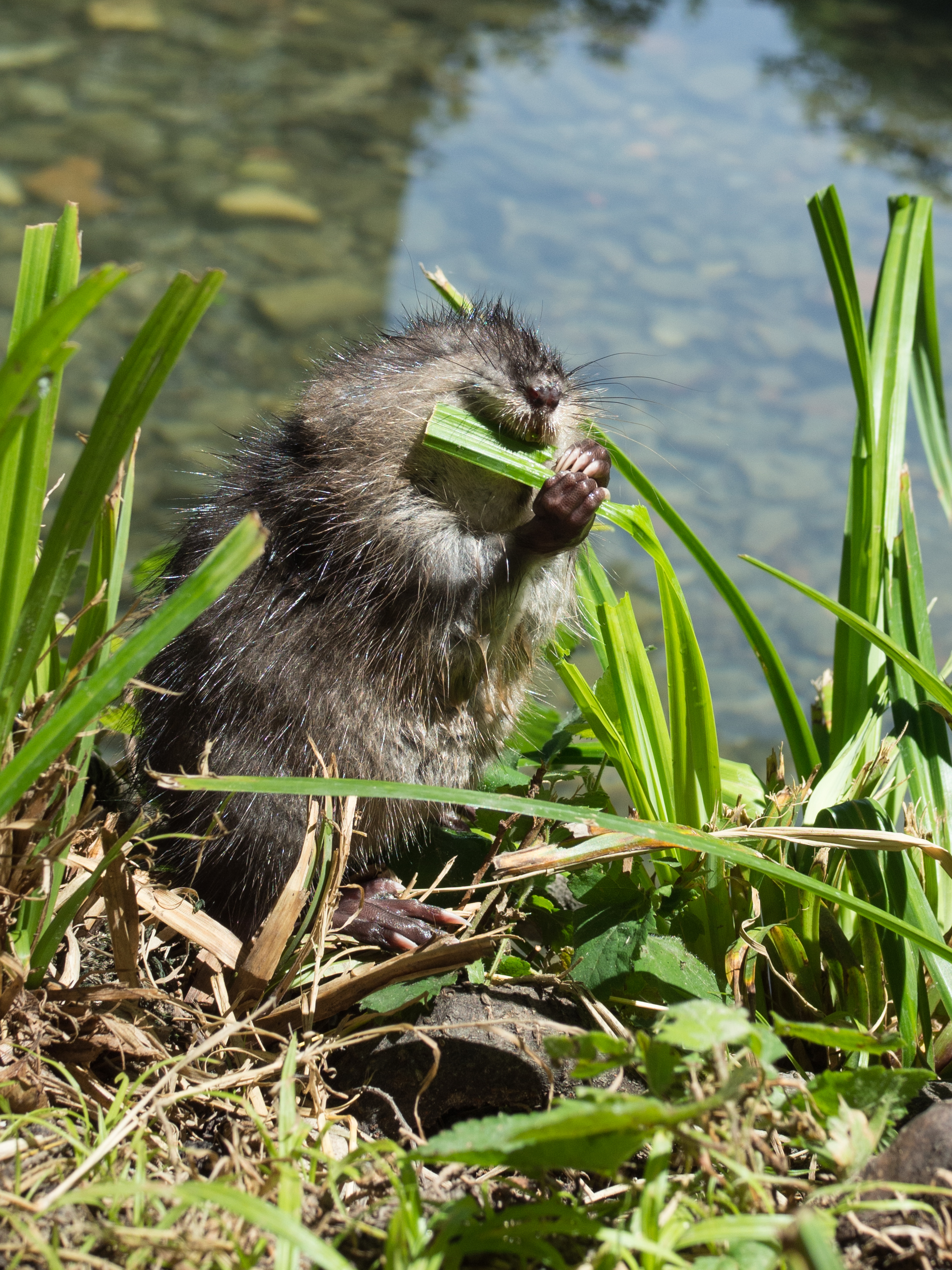 er-gaat-niks-boven-een-vers-grassprietje-muskusratje-zuid