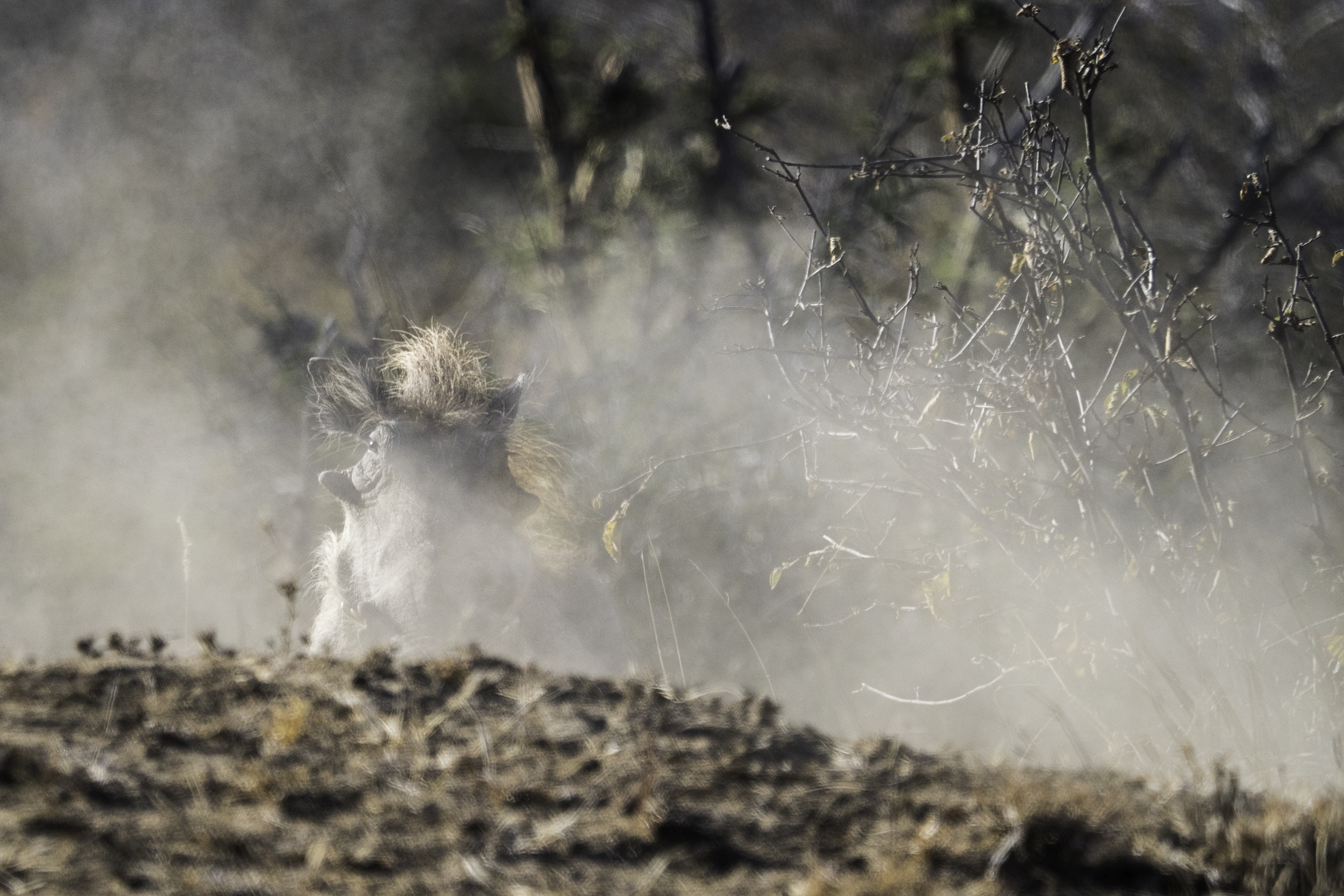 wrattenzwijn-heeft-n%C3%A8t-strijd-geleverd-met-n-concurrent